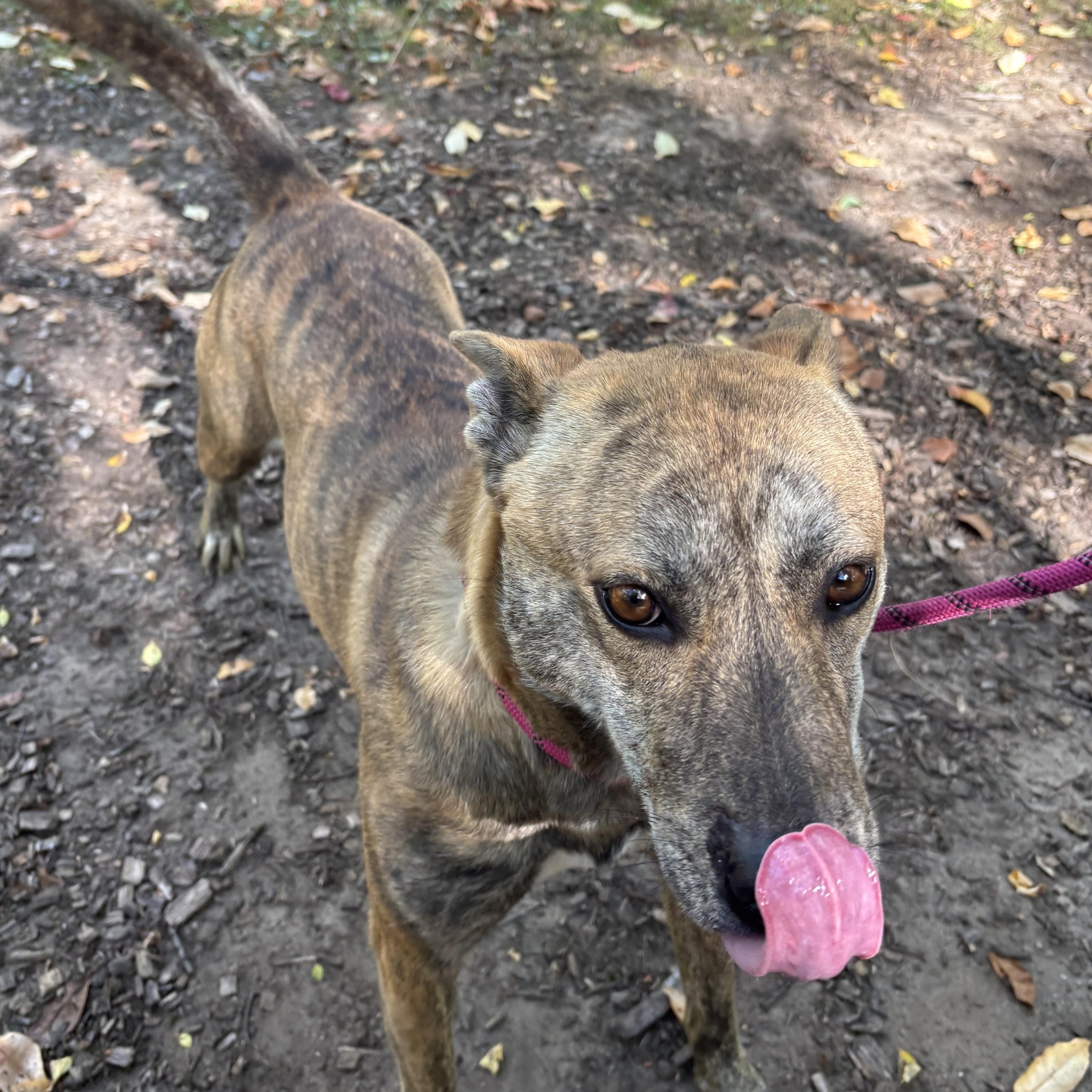 Pokey, adoptable, Adult Female Mixed Breed.