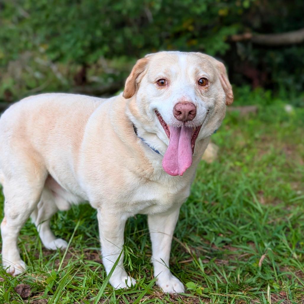 Sunshine 05-1115, Adoptable, Senior Male Yellow Labrador Retriever & Mixed Breed.