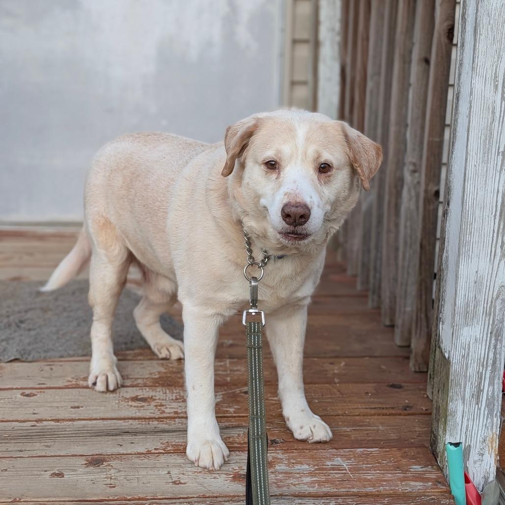 Enlarge Sunshine 05-1115, a Adoptable mixed breed in Tyrone, GA image 2/6