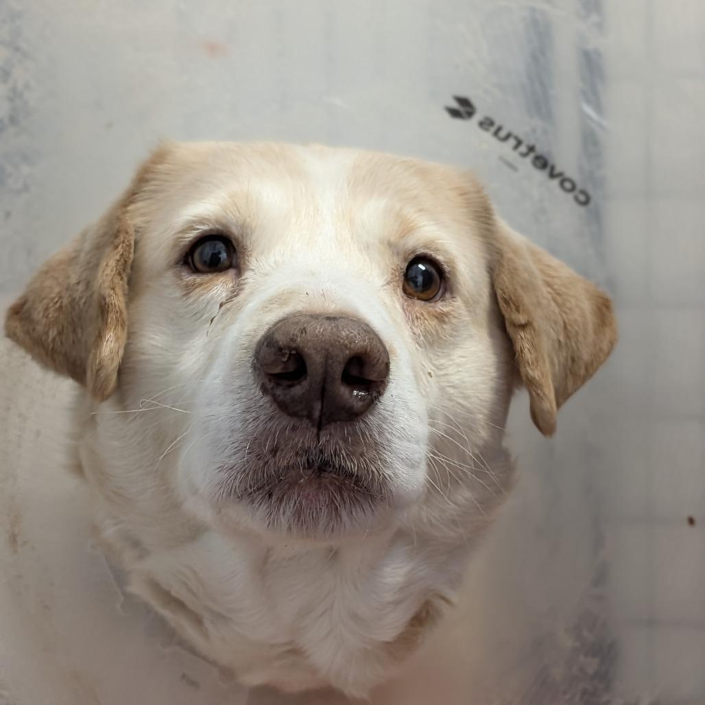 Enlarge Sunshine 05-1115, a Adoptable mixed breed in Tyrone, GA image 3/6