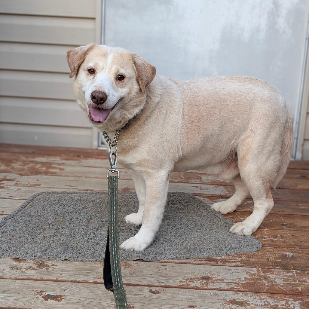 Enlarge Sunshine 05-1115, a Adoptable mixed breed in Tyrone, GA image 4/6
