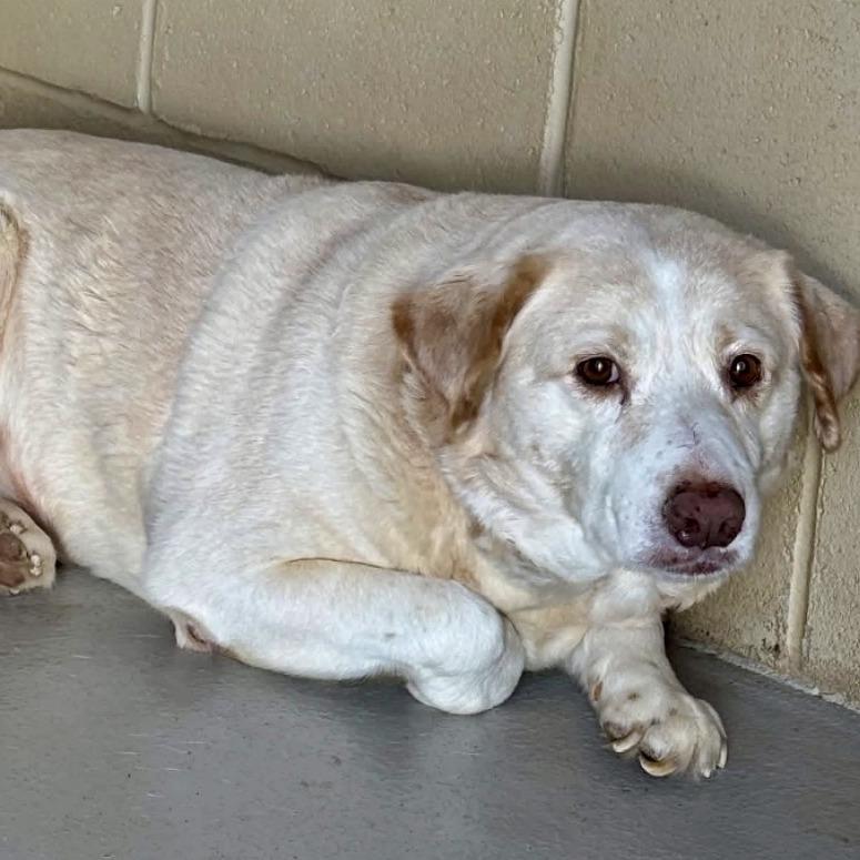 Enlarge Sunshine 05-1115, a Adoptable mixed breed in Tyrone, GA image 5/6
