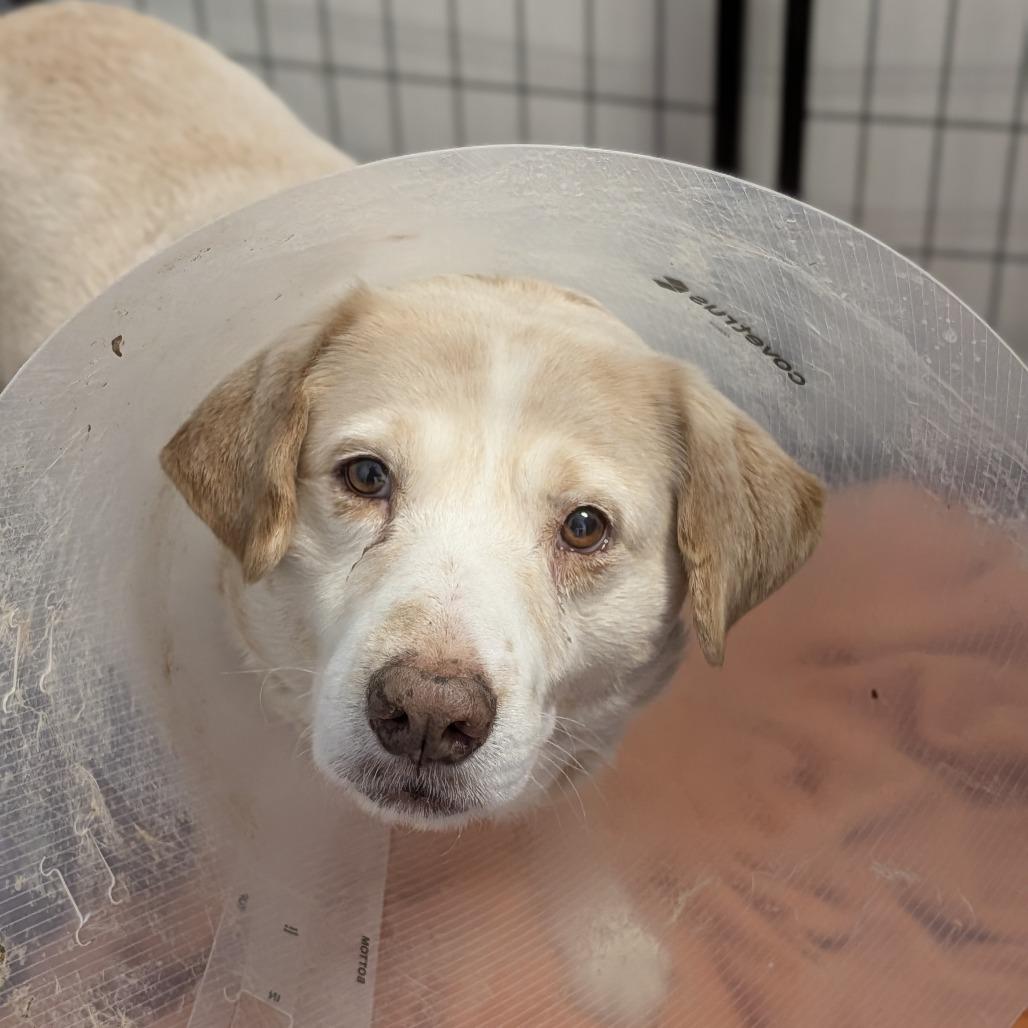 Enlarge Sunshine 05-1115, a Adoptable mixed breed in Tyrone, GA image 6/6