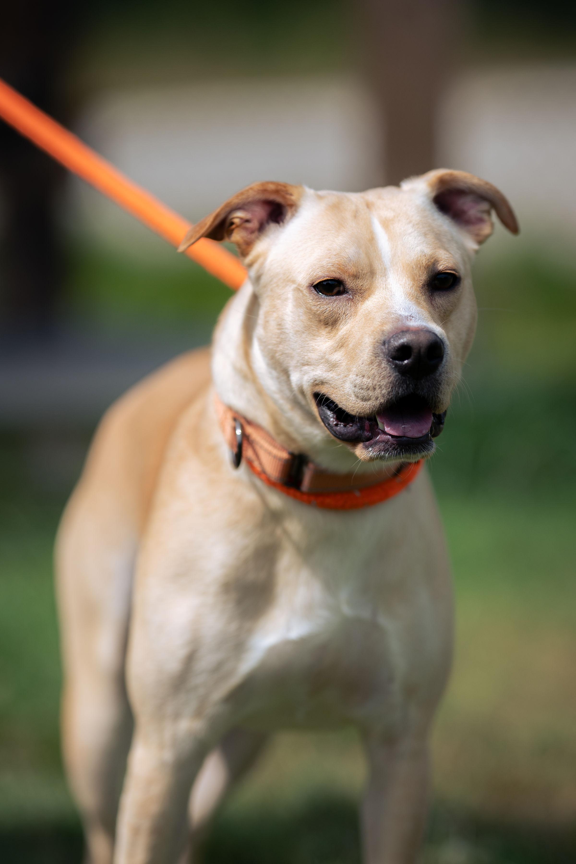Enlarge Biscuit, a ADOPTABLE mixed breed in Paris, ME image 3/3