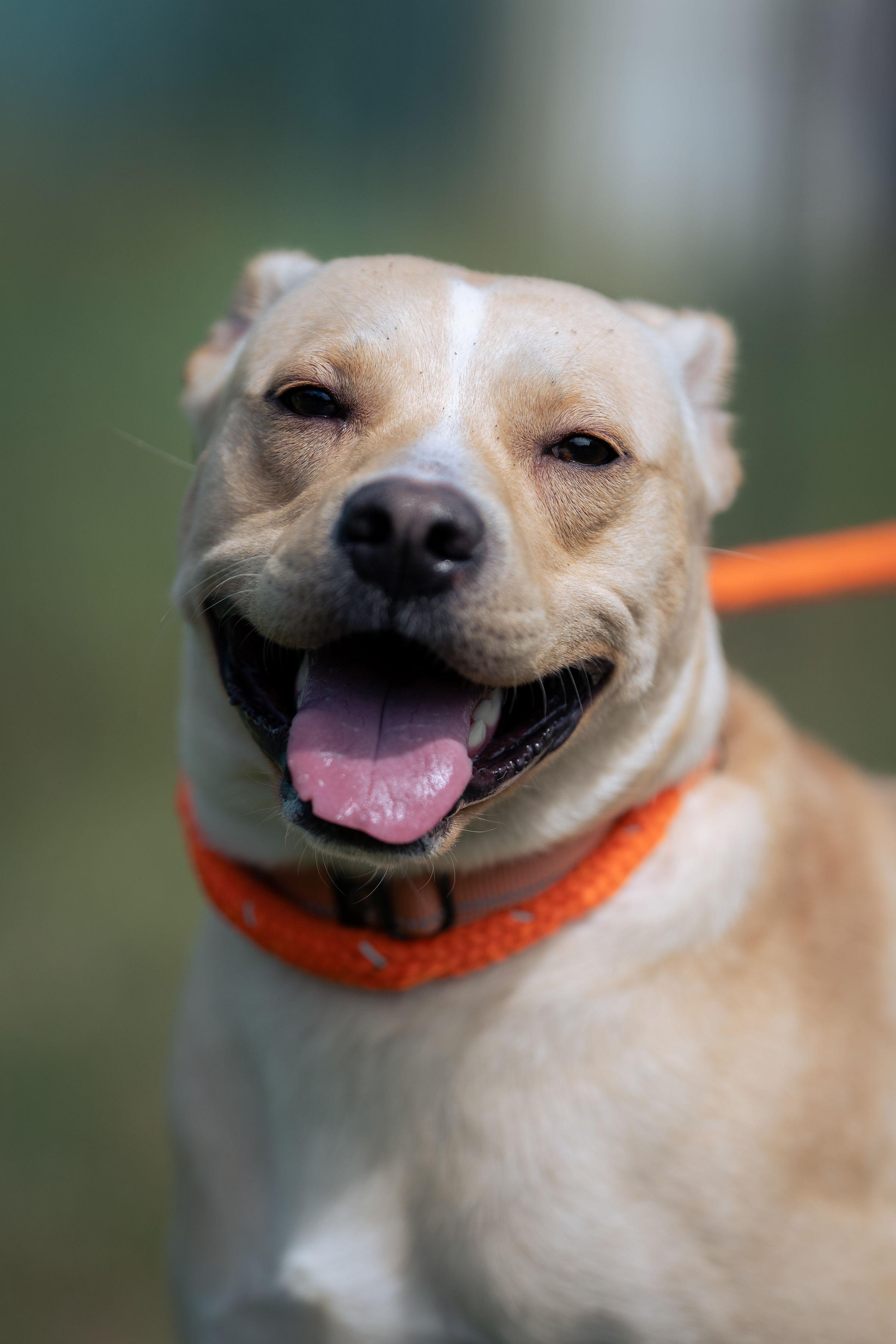 Biscuit, ADOPTABLE, Young Male Yellow Labrador Retriever.
