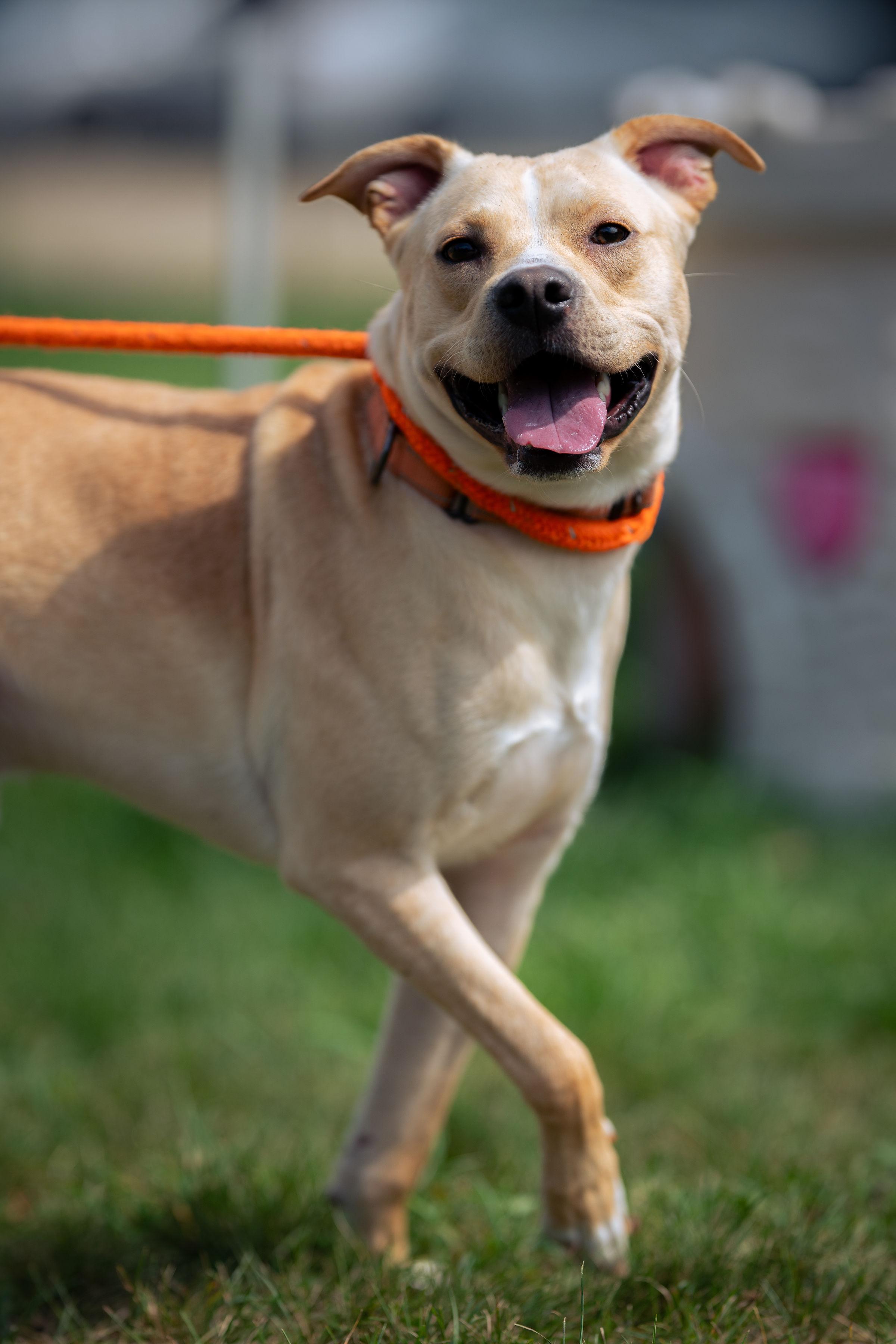 Enlarge Biscuit, a ADOPTABLE mixed breed in Paris, ME image 2/3