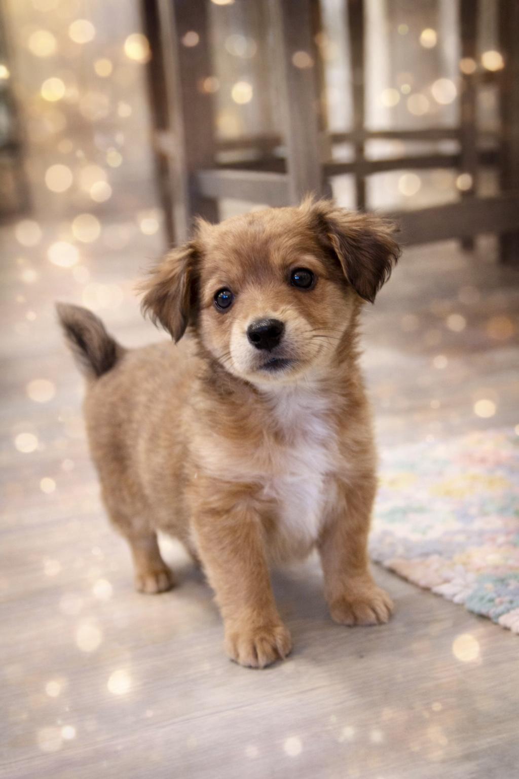 Dorothy, adopted, Puppy Female Pomeranian & Chihuahua.