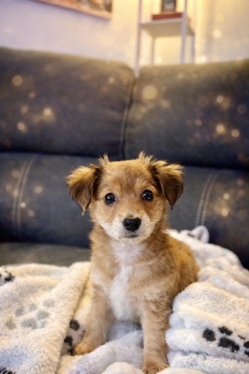 Enlarge Dorothy, an adopted mixed breed in Long Beach, NY image 3/3