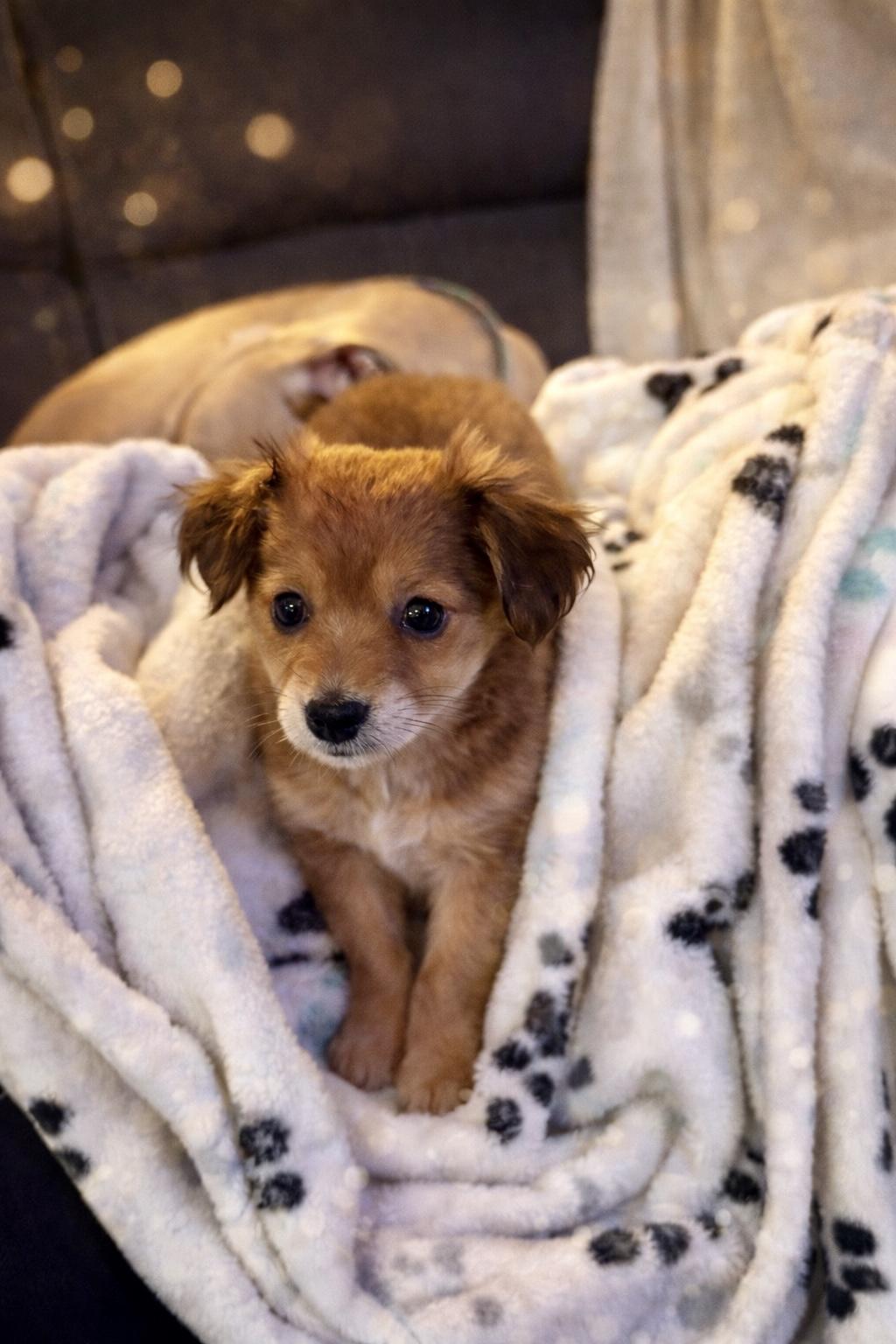 Enlarge Dorothy, an adopted mixed breed in Long Beach, NY image 2/3