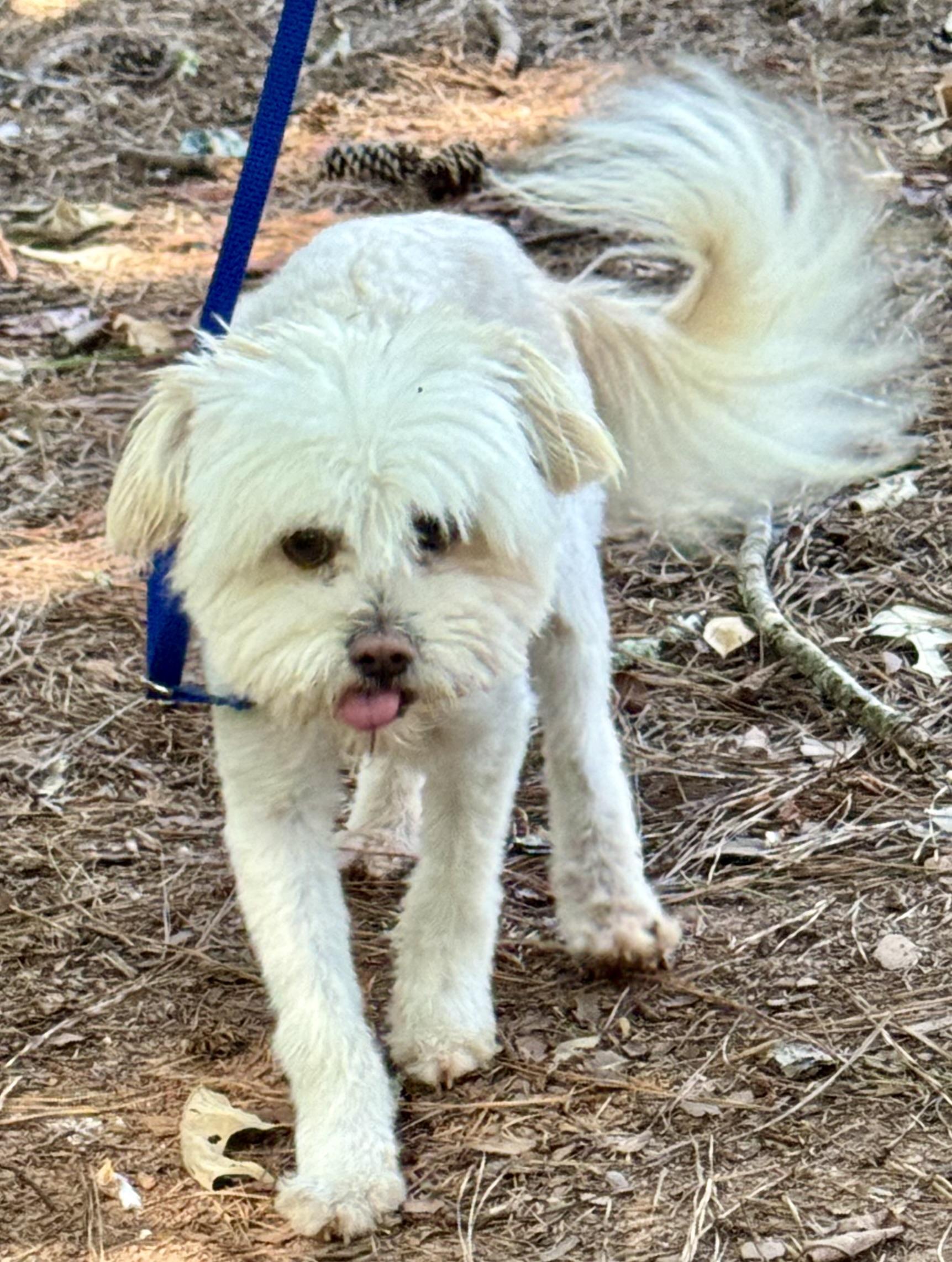 Fluffball photo 2