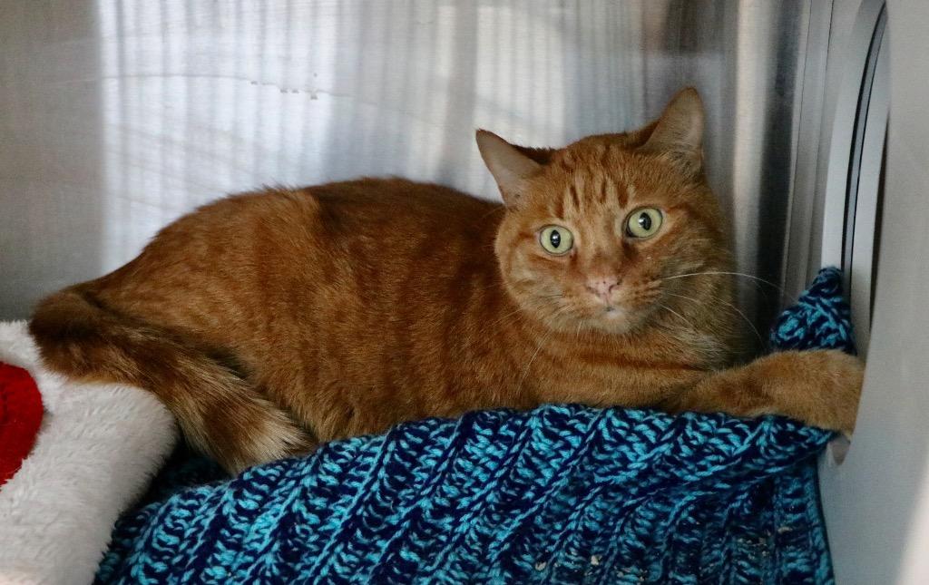 Enlarge Shawn Stockman, a Adoptable mixed breed in Dearborn, MI image 1/3