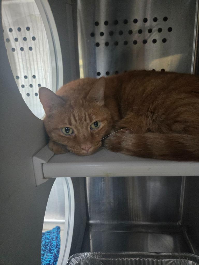 Enlarge Shawn Stockman, a Adoptable mixed breed in Dearborn, MI image 2/3