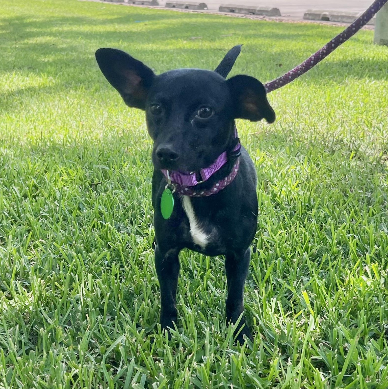 Meet Princess Opal This precious 6-year-old ChihuahuaRat Terrier mix weighing a dainty 11 pounds