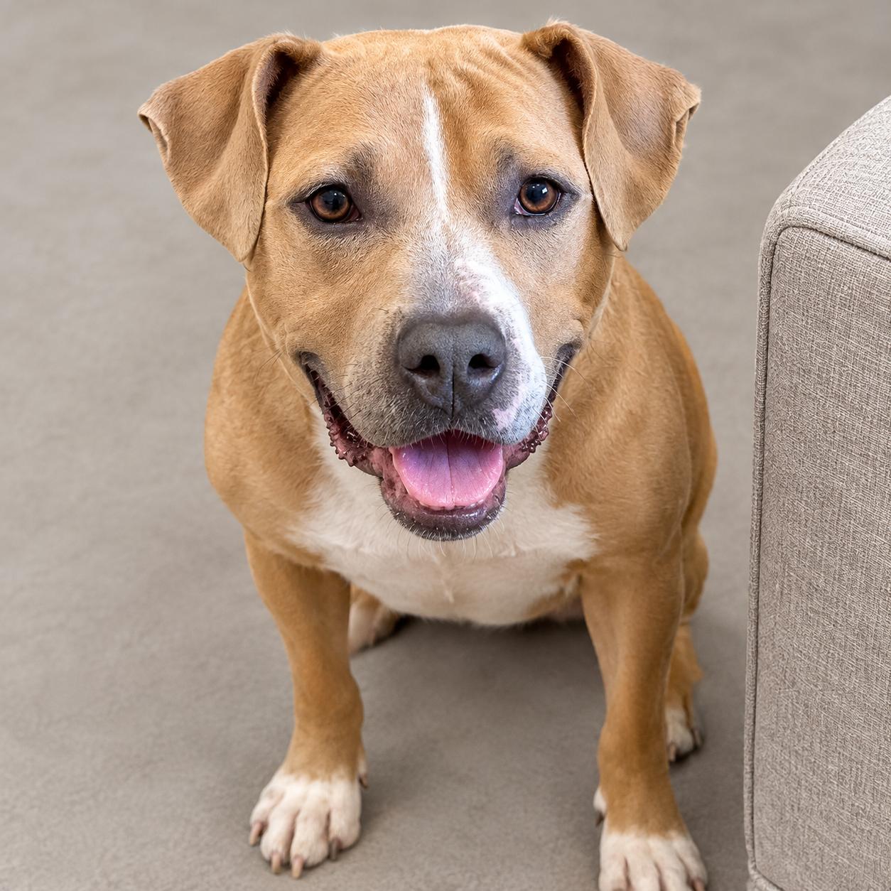 Enlarge Molly (Big Mama), a Adoptable mixed breed in Ellicott City, MD image 3/5