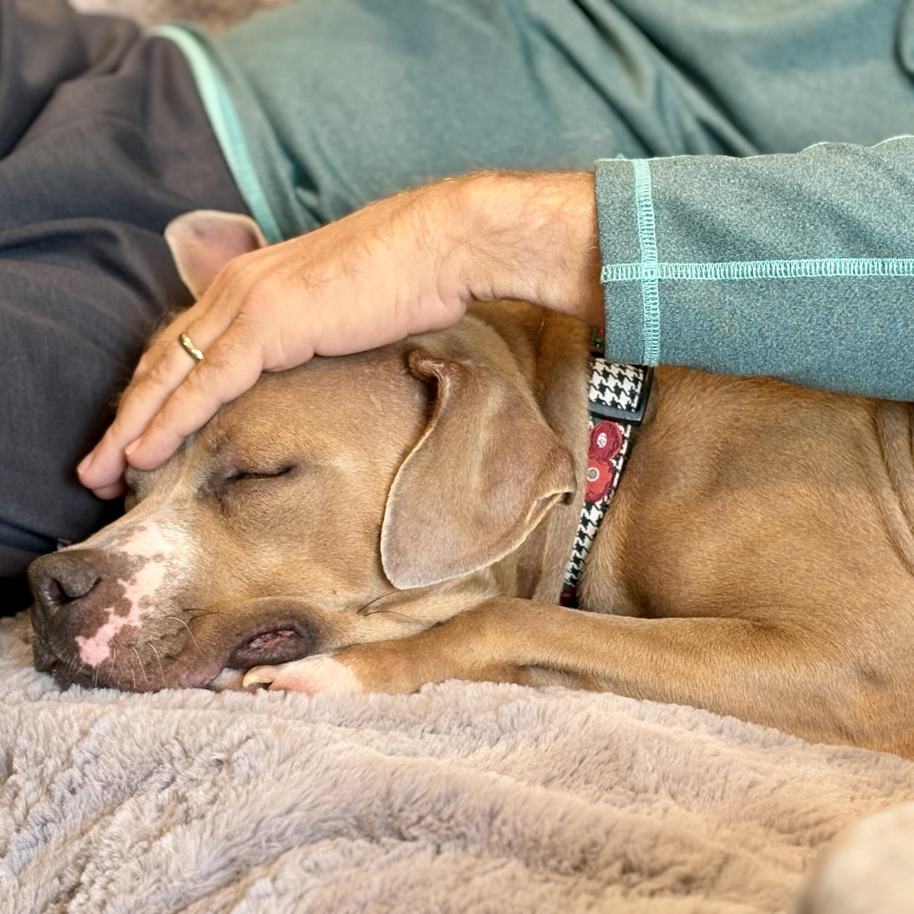 Enlarge Molly (Big Mama), a Adoptable mixed breed in Ellicott City, MD image 4/6