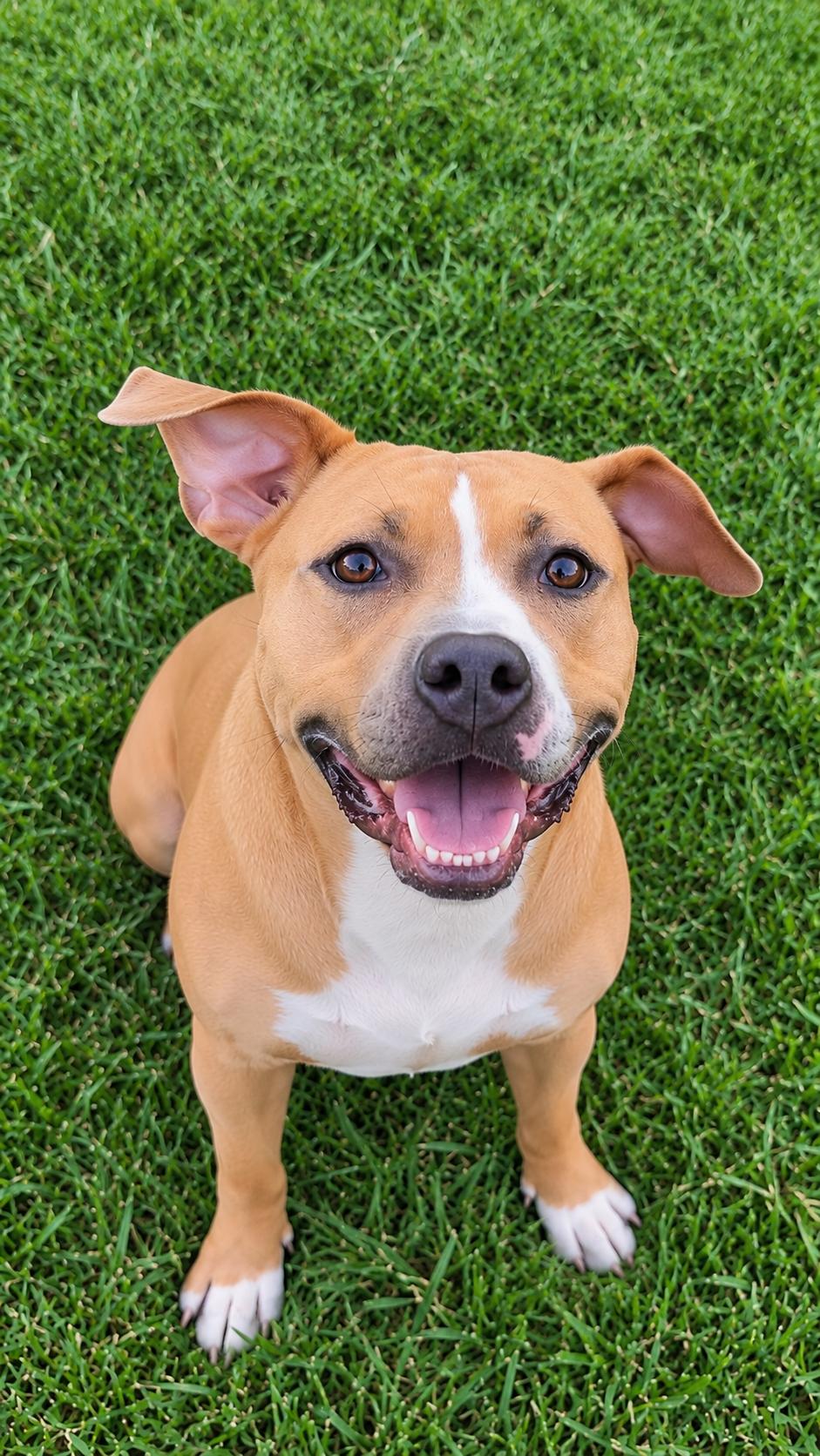 Enlarge Molly (Big Mama), a Adoptable mixed breed in Ellicott City, MD image 1/5
