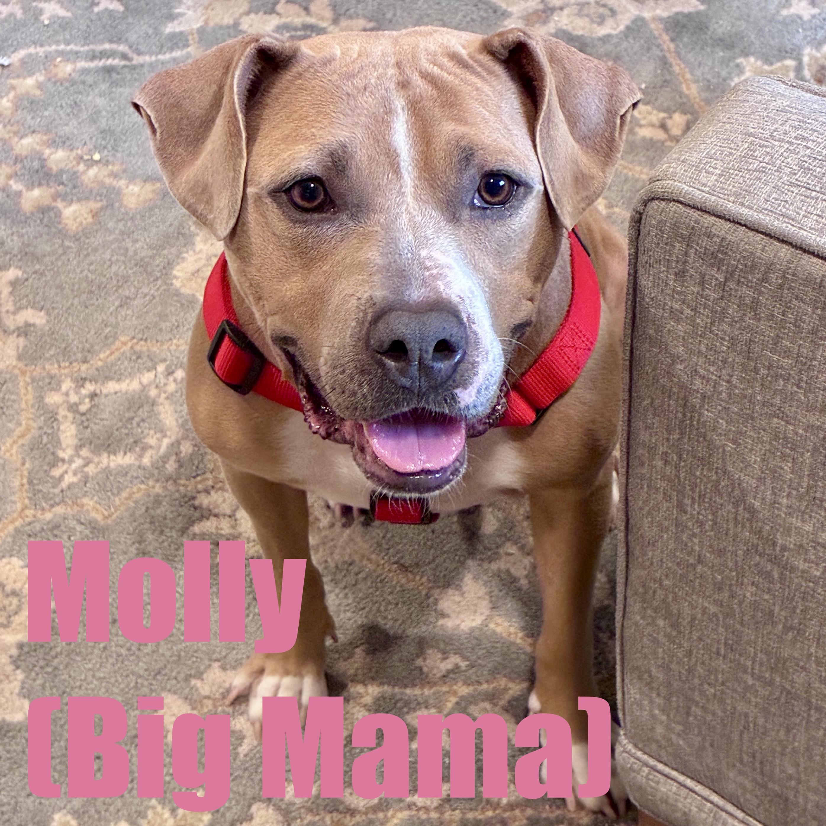 Enlarge Molly (Big Mama), a Adoptable mixed breed in Ellicott City, MD image 1/6