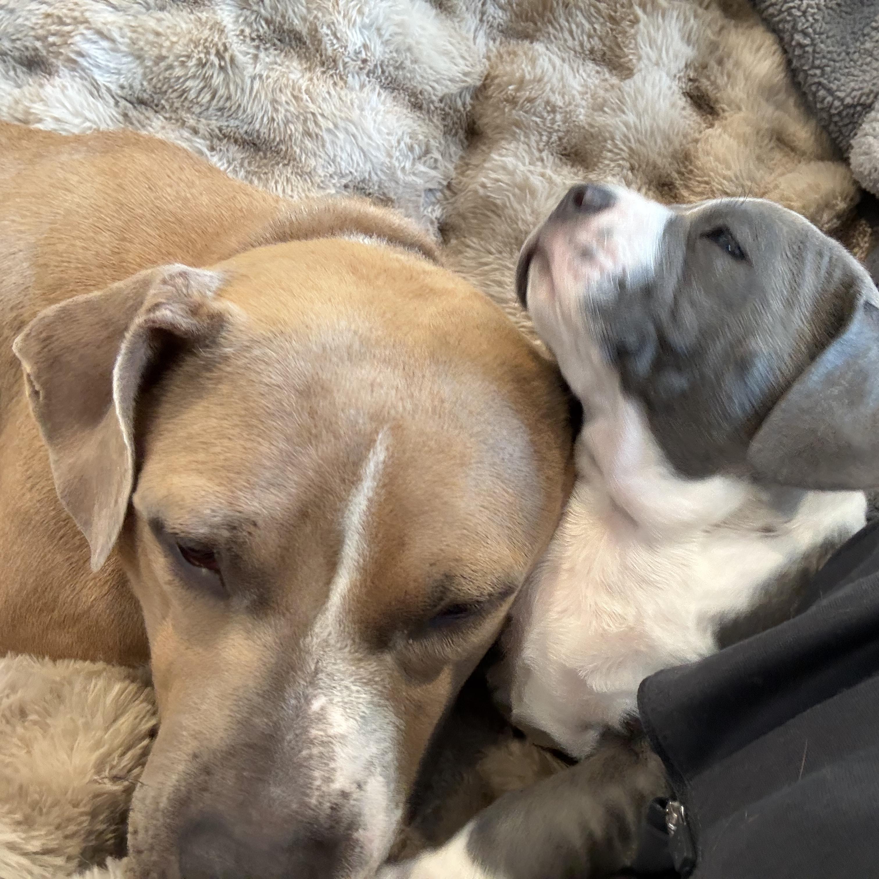 Enlarge Molly (Big Mama), a Adoptable mixed breed in Ellicott City, MD image 6/6