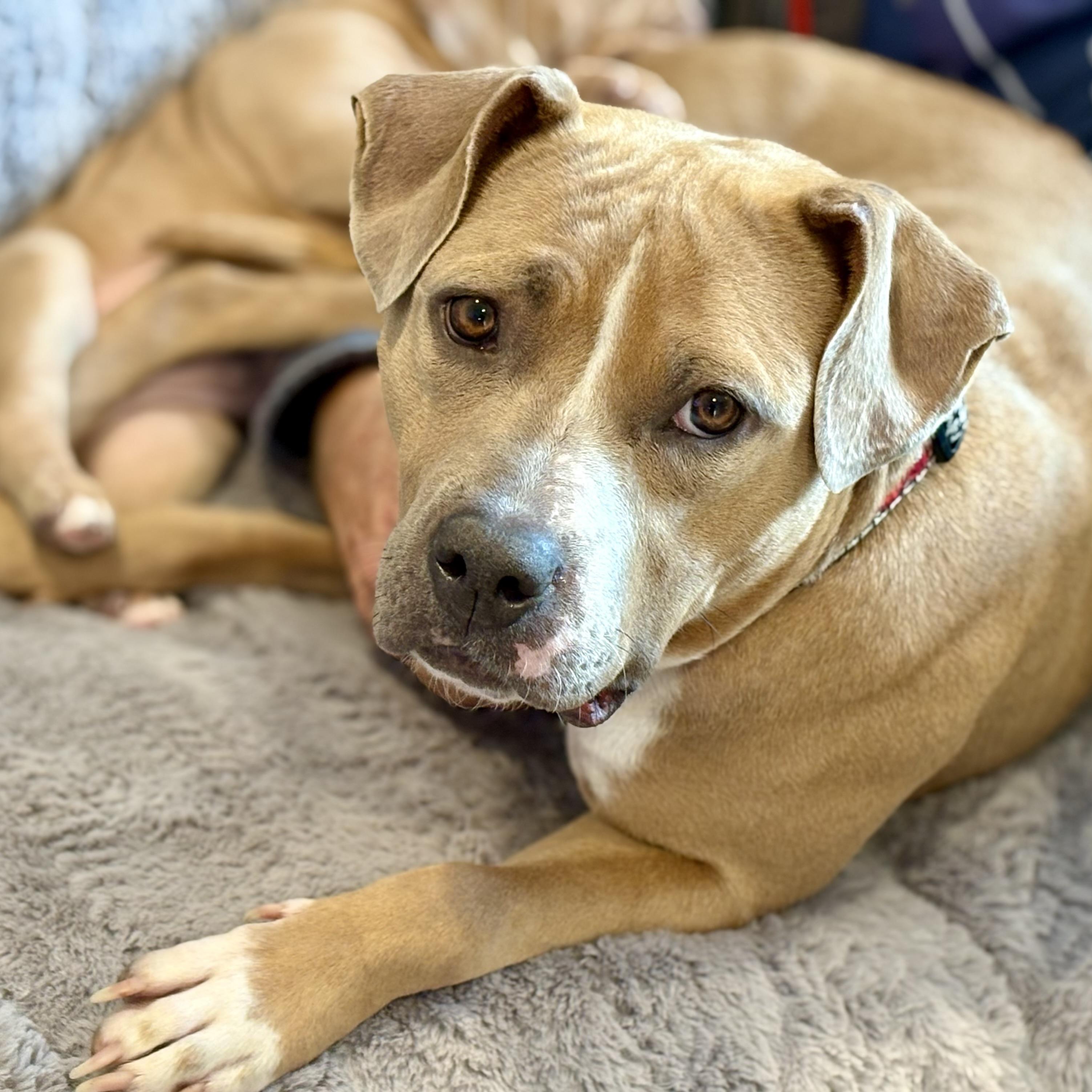 Enlarge Molly (Big Mama), a Adoptable mixed breed in Ellicott City, MD image 5/6