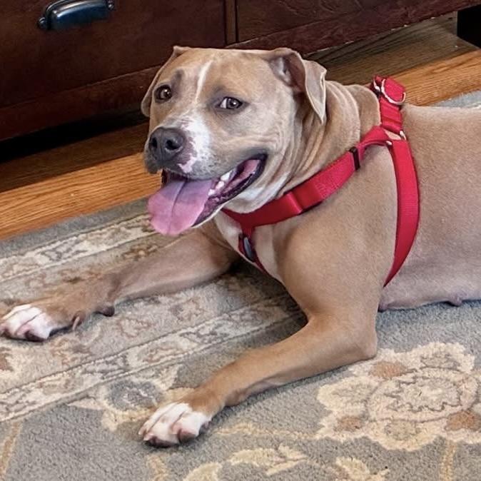 Molly (Big Mama), a Adoptable mixed breed in Ellicott City, MD image 6/6