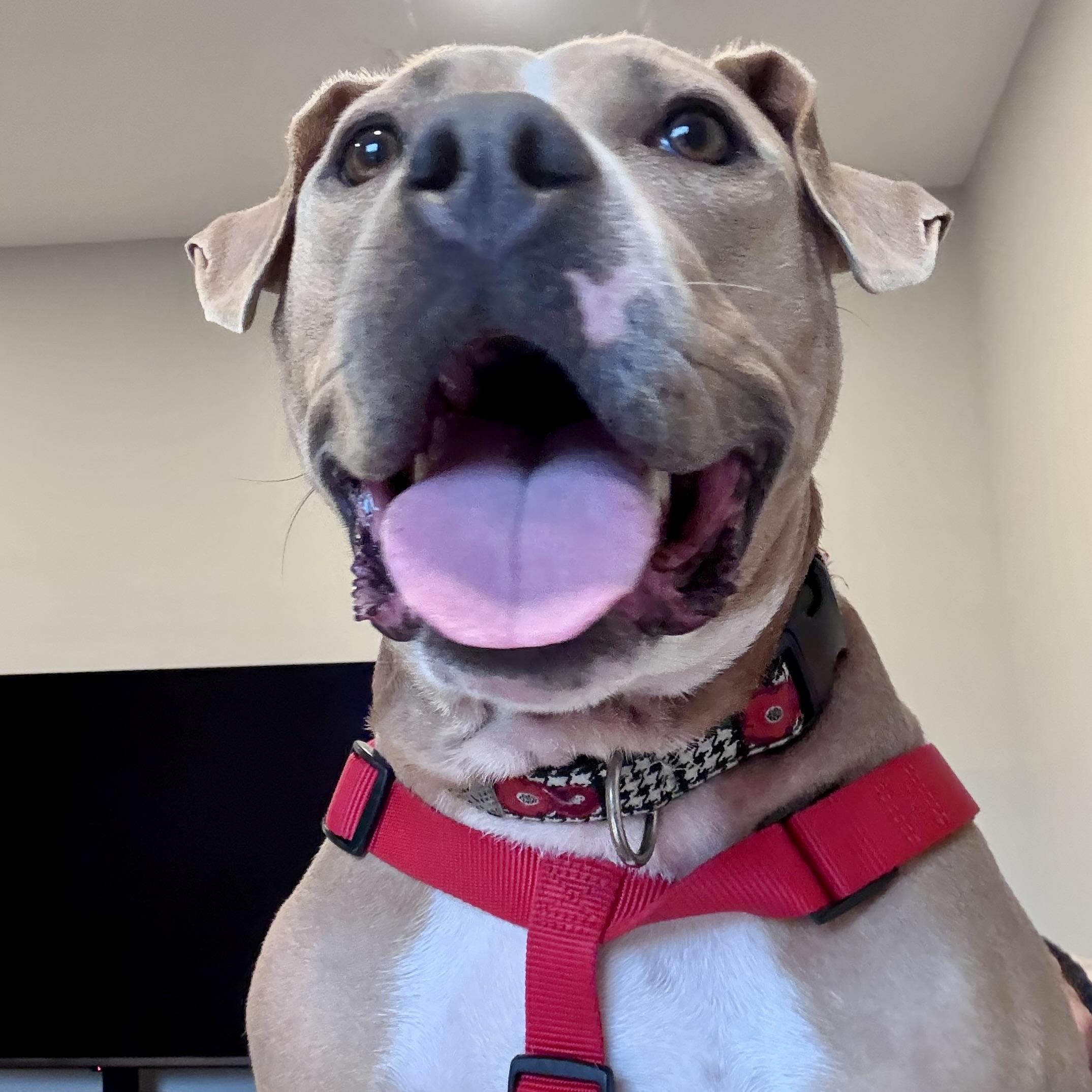 Enlarge Molly (Big Mama), a Adoptable mixed breed in Ellicott City, MD image 3/6