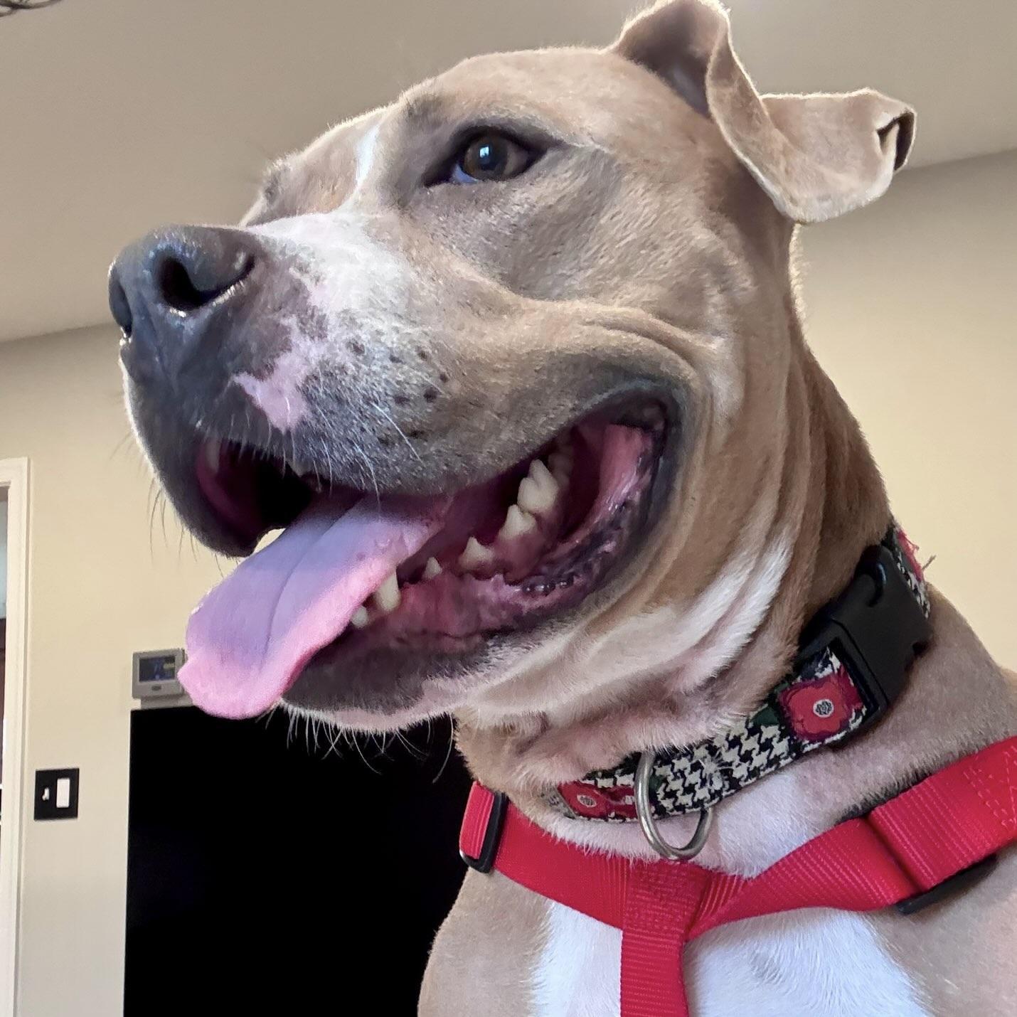 Enlarge Molly (Big Mama), a Adoptable mixed breed in Ellicott City, MD image 2/6