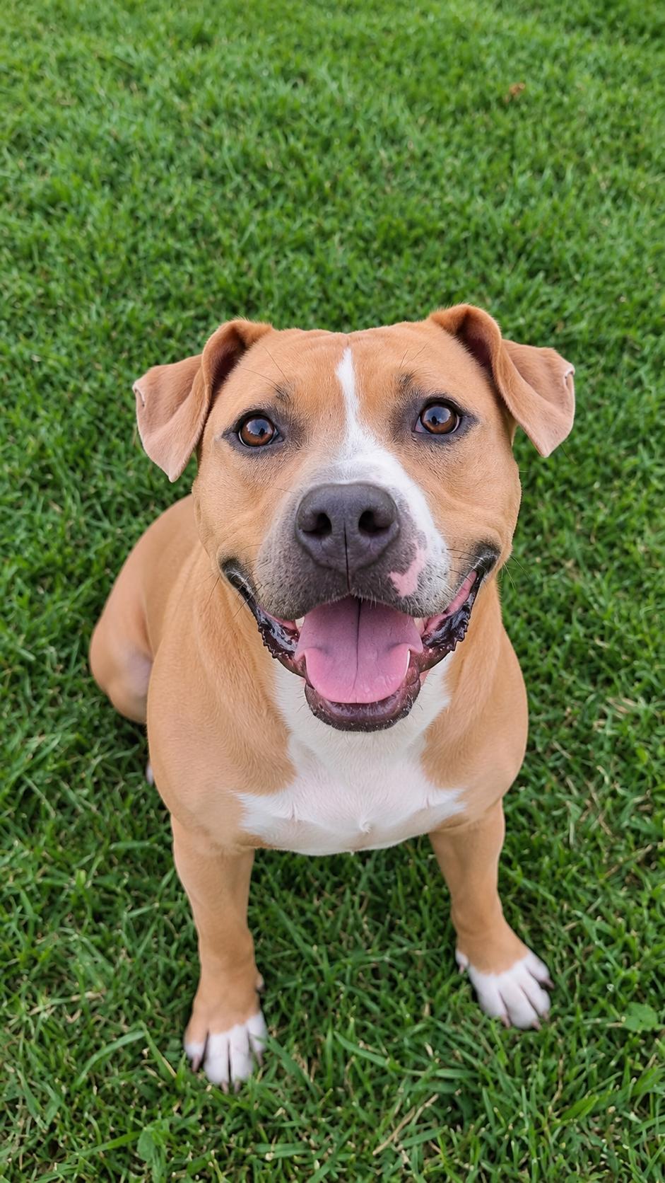 Enlarge Molly (Big Mama), a Adoptable mixed breed in Ellicott City, MD image 2/5