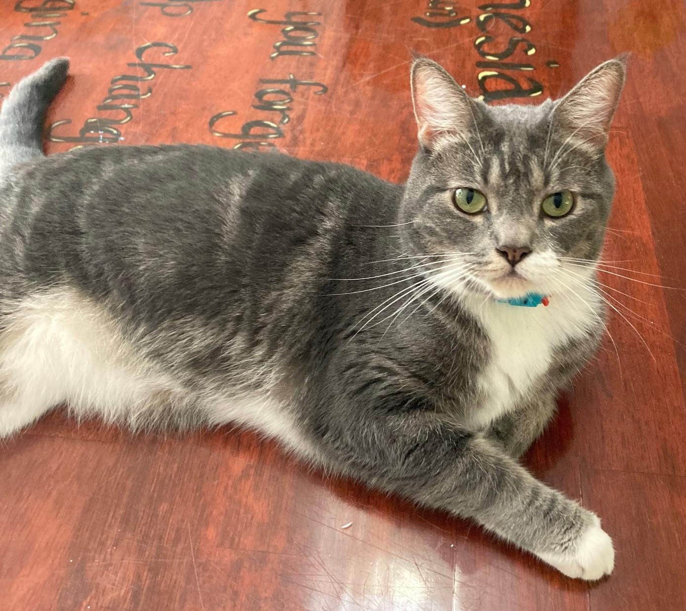 Elliot - Handsome and Social