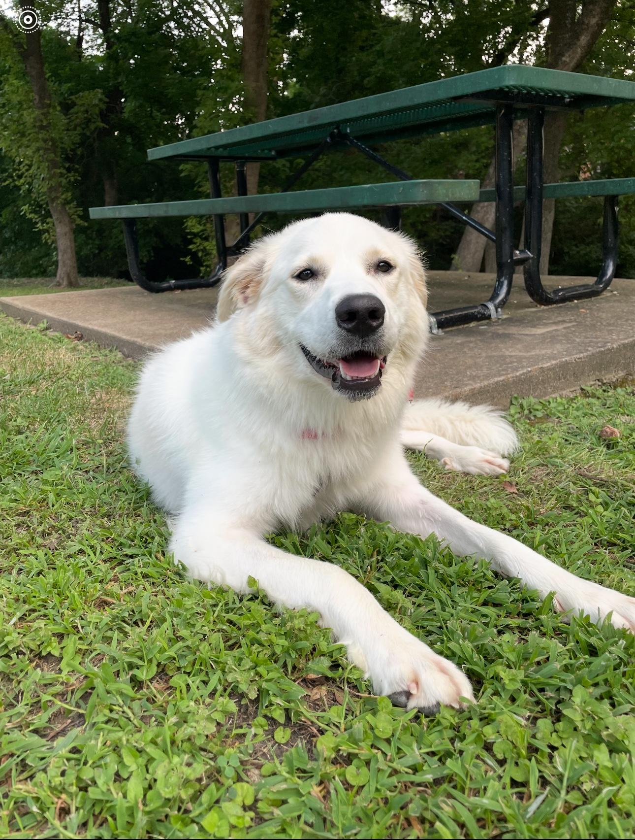 Birdie, a Adoptable mixed breed in Texarkana, TX image 1/5