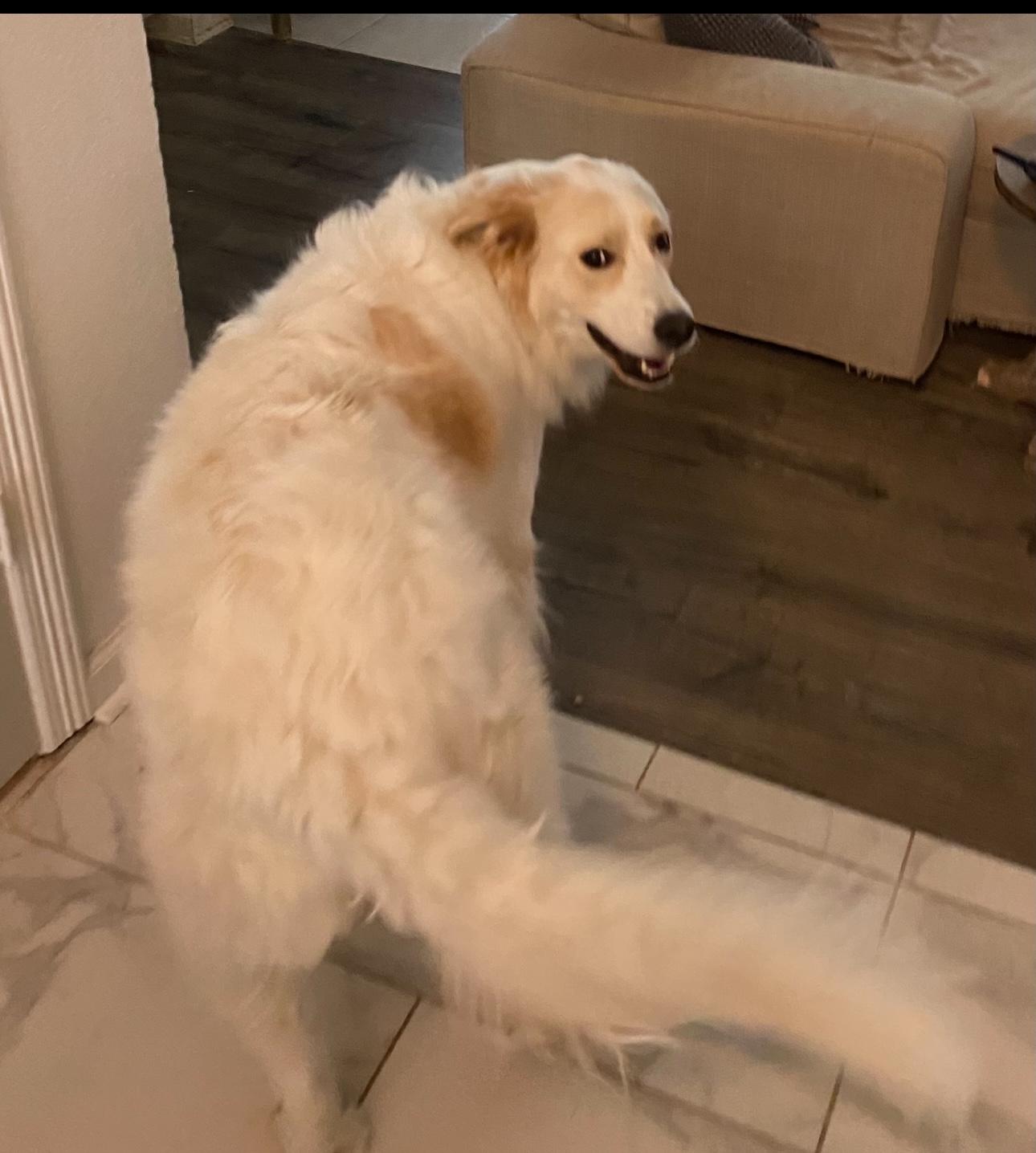 Birdie, a Adoptable mixed breed in Texarkana, TX image 2/5