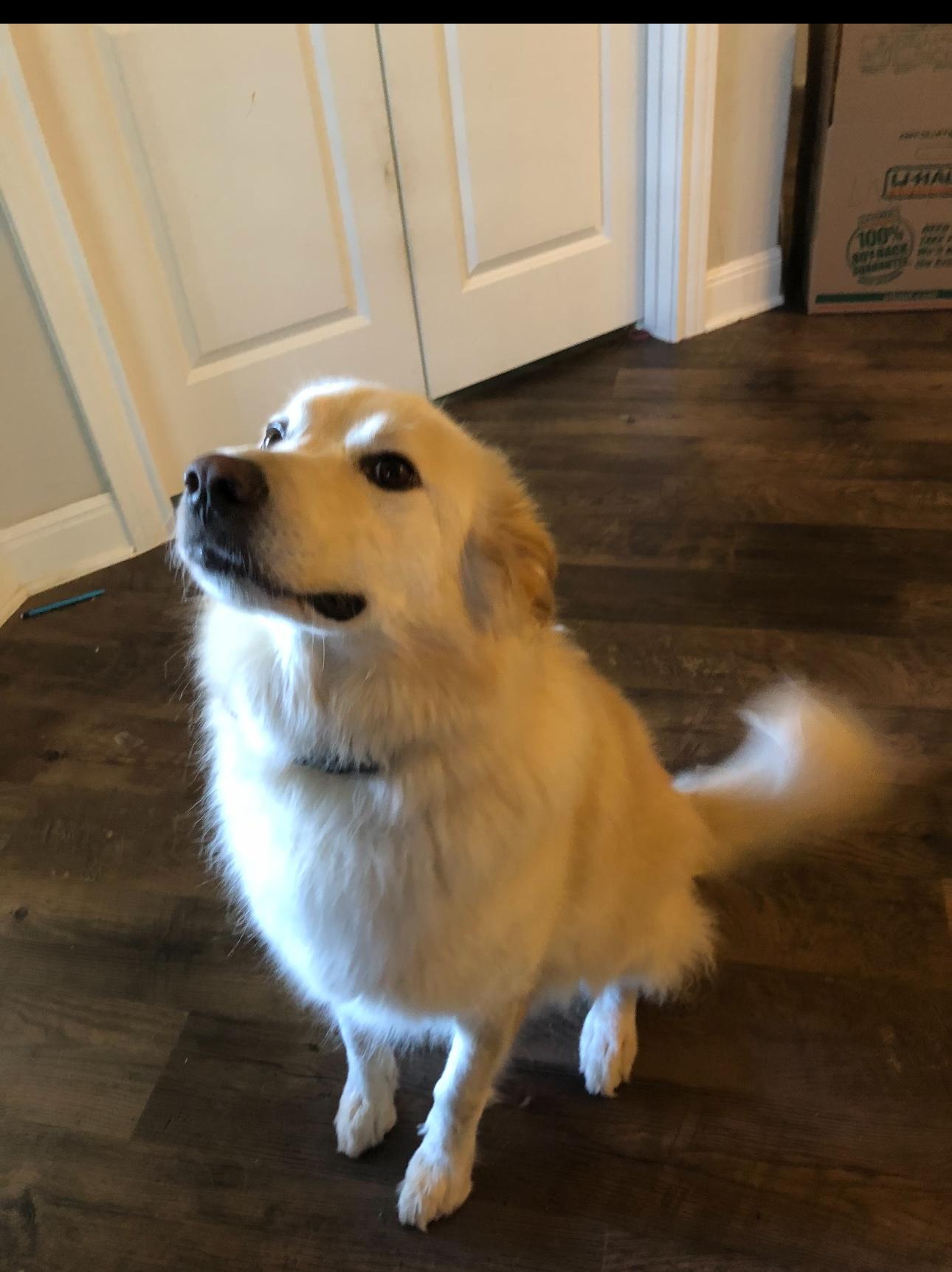 Birdie, a Adoptable mixed breed in Texarkana, TX image 4/5