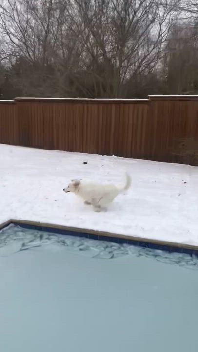 Enlarge Birdie, a Adoptable mixed breed in Texarkana, TX video 5/5