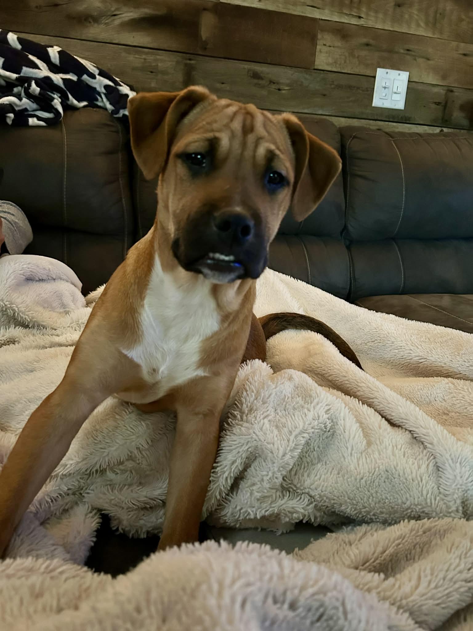 Tashi, Adoptable, Young Female Black Mouth Cur & Boxer.