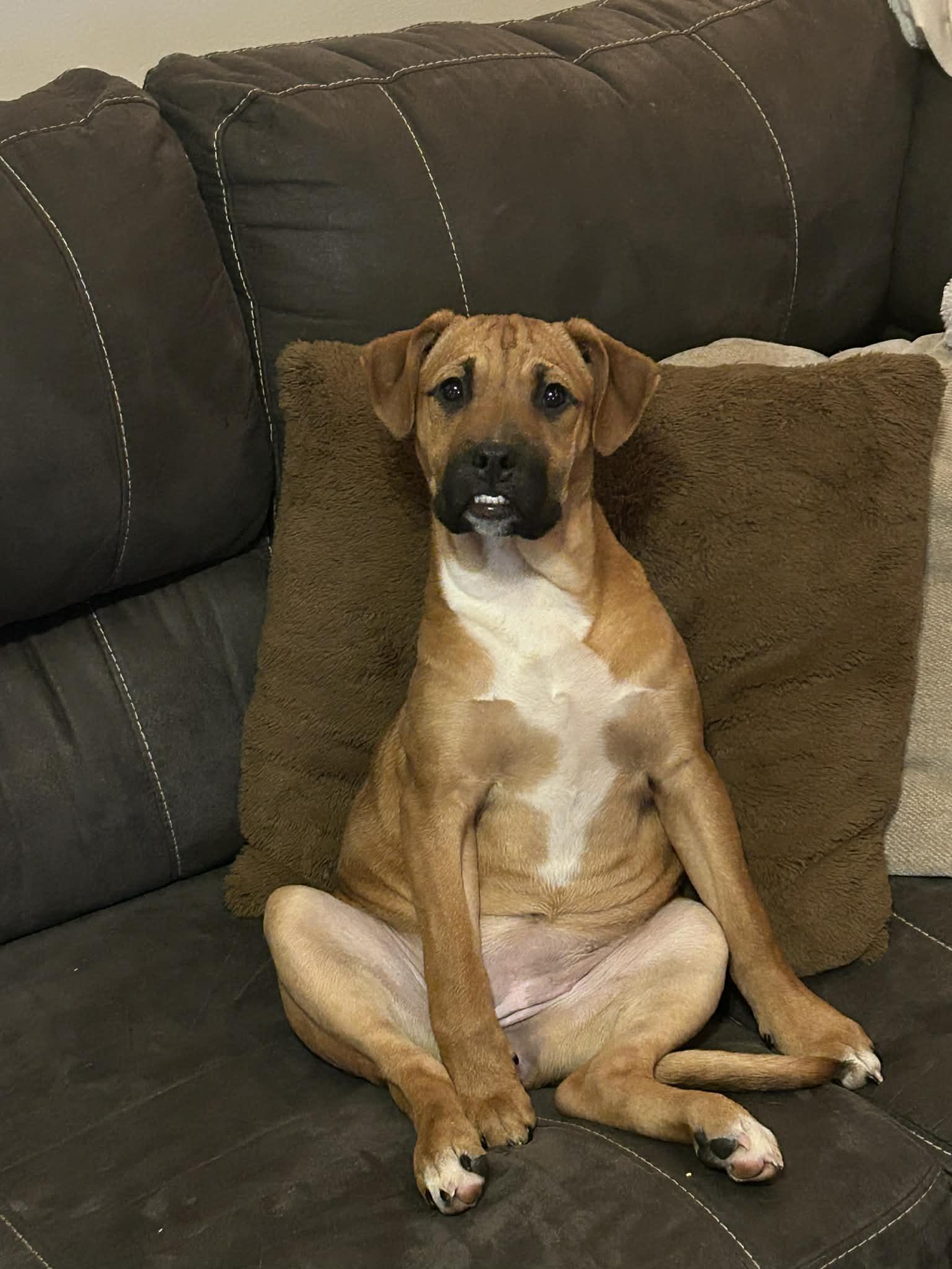 Enlarge Tashi, a Adoptable mixed breed in Fenton, MO image 2/3