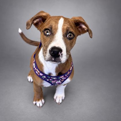 Nala~SO MUCH FUN!, Adoptable, Young Female Catahoula Leopard Dog & Mixed Breed.