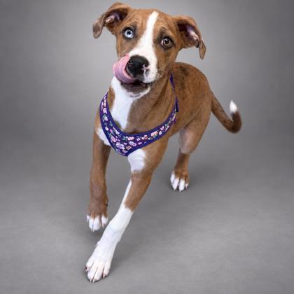 Enlarge Nala~SO MUCH FUN!, a Adoptable mixed breed in Bowling Green, KY image 2/3