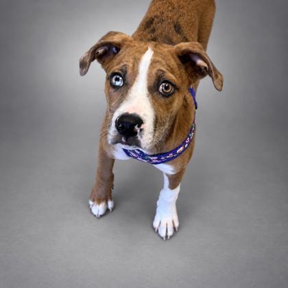 Enlarge Nala~SO MUCH FUN!, a Adoptable mixed breed in Bowling Green, KY image 3/3