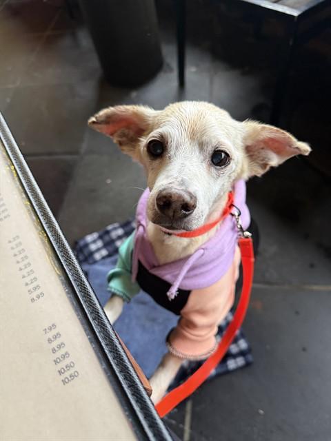 CHICO - IN FOSTER, Adoptable, Senior Male Chihuahua.
