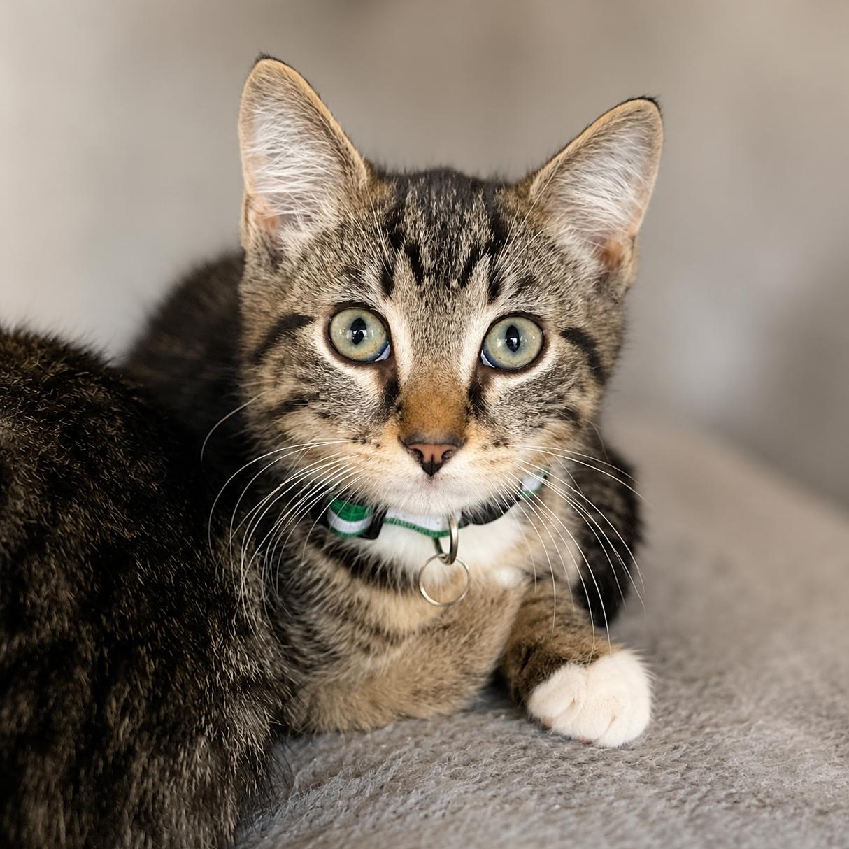 Batman, ADOPTABLE, Young Male Domestic Short Hair.