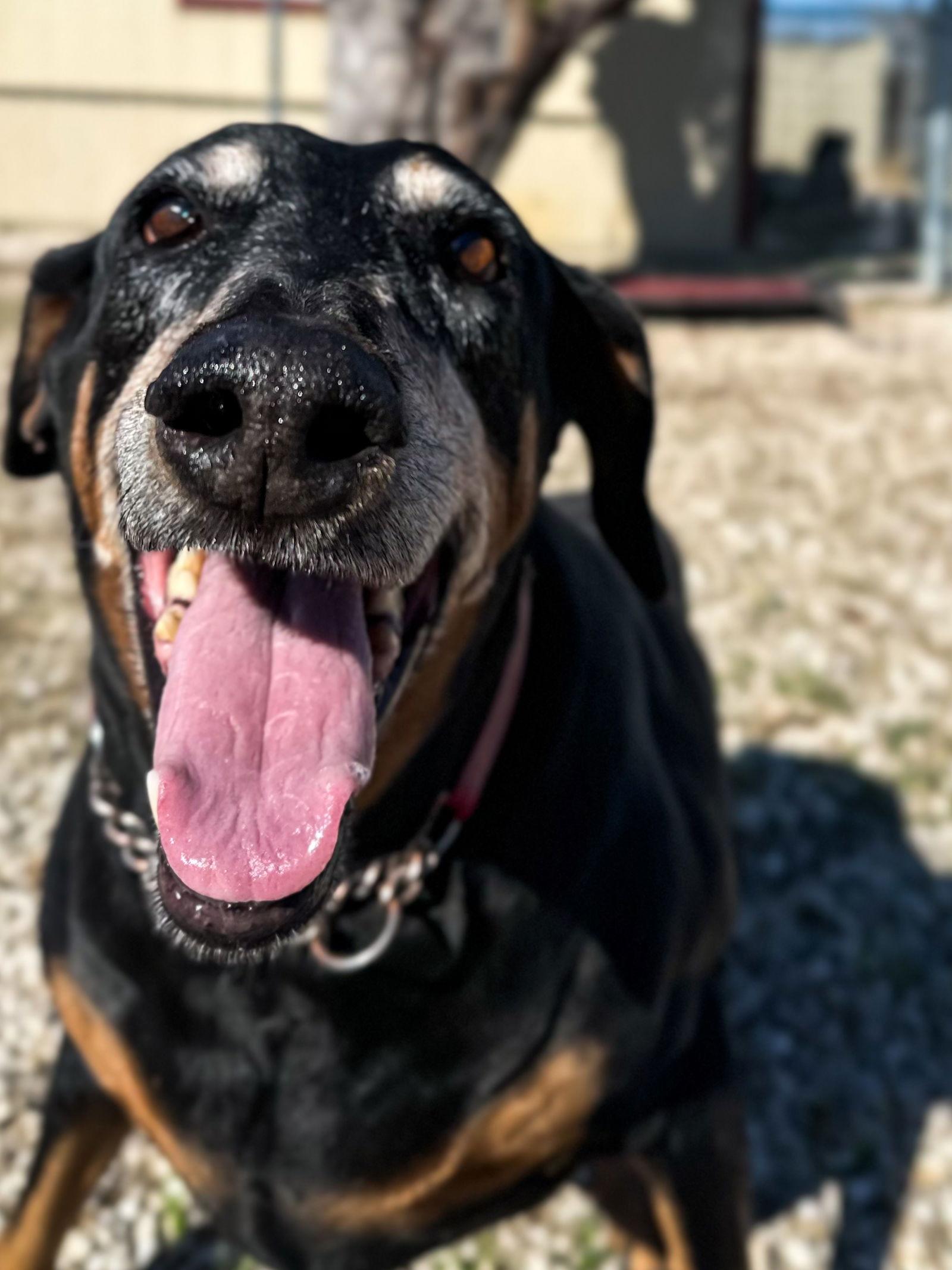 Tilly, Adoptable, Adult Female Doberman Pinscher.