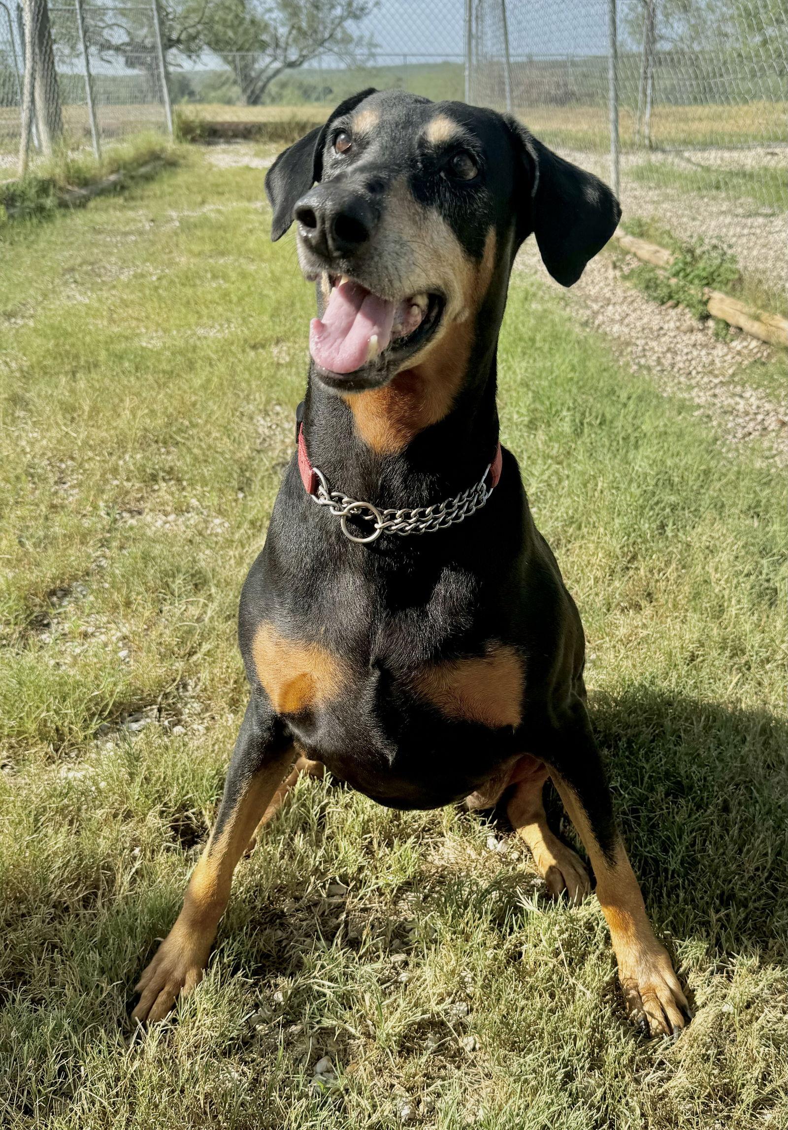 Enlarge Tilly, a Adoptable Doberman Pinscher in San Antonio, TX image 2/3