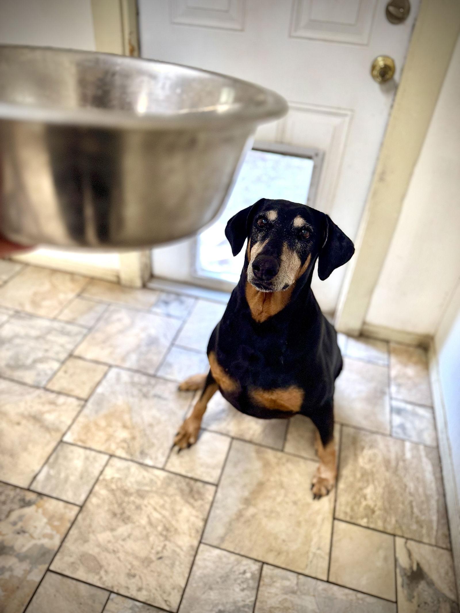 Enlarge Tilly, a Adoptable Doberman Pinscher in San Antonio, TX image 3/3