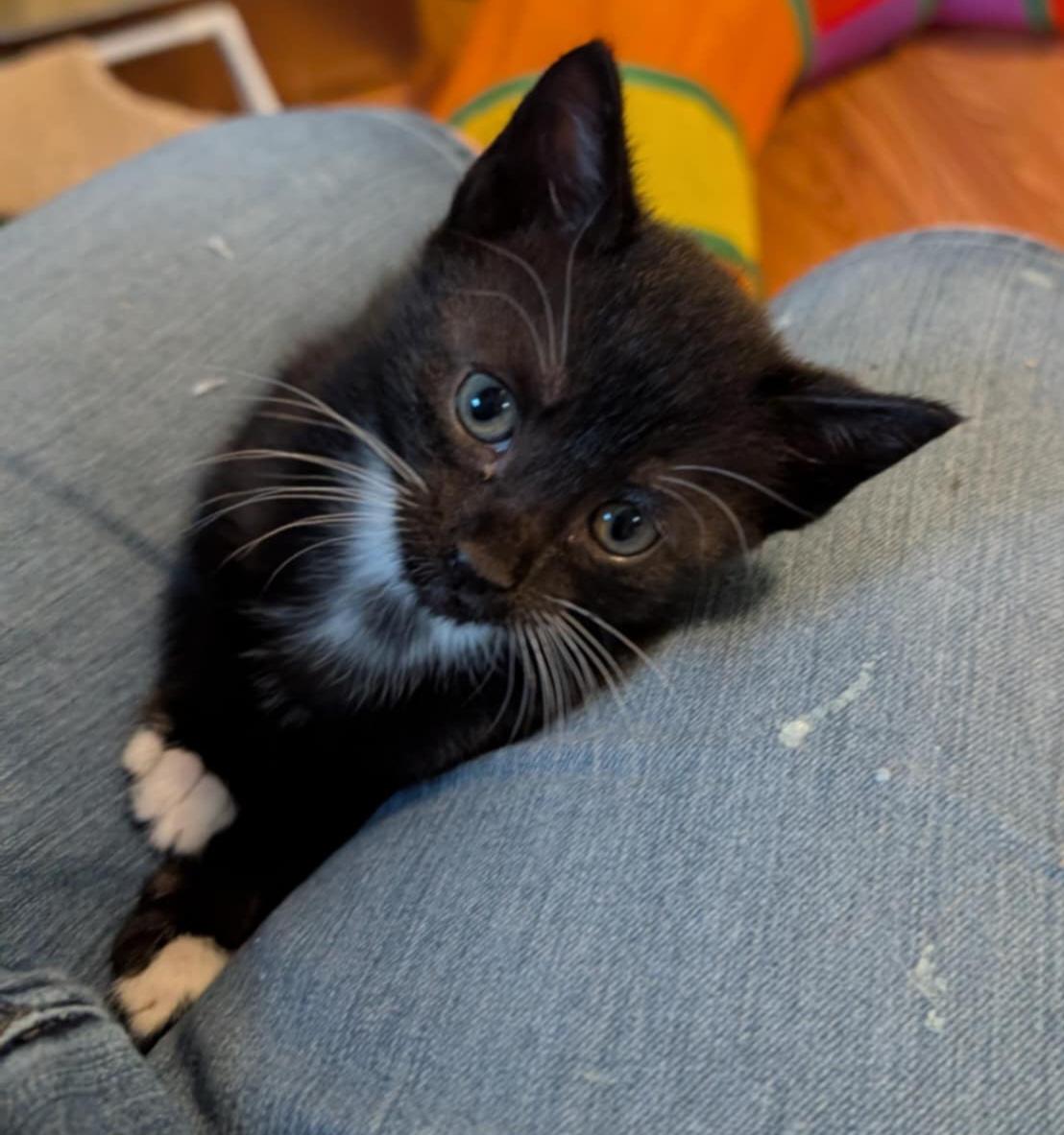 Petunia, adopted, Kitten Female Tuxedo.