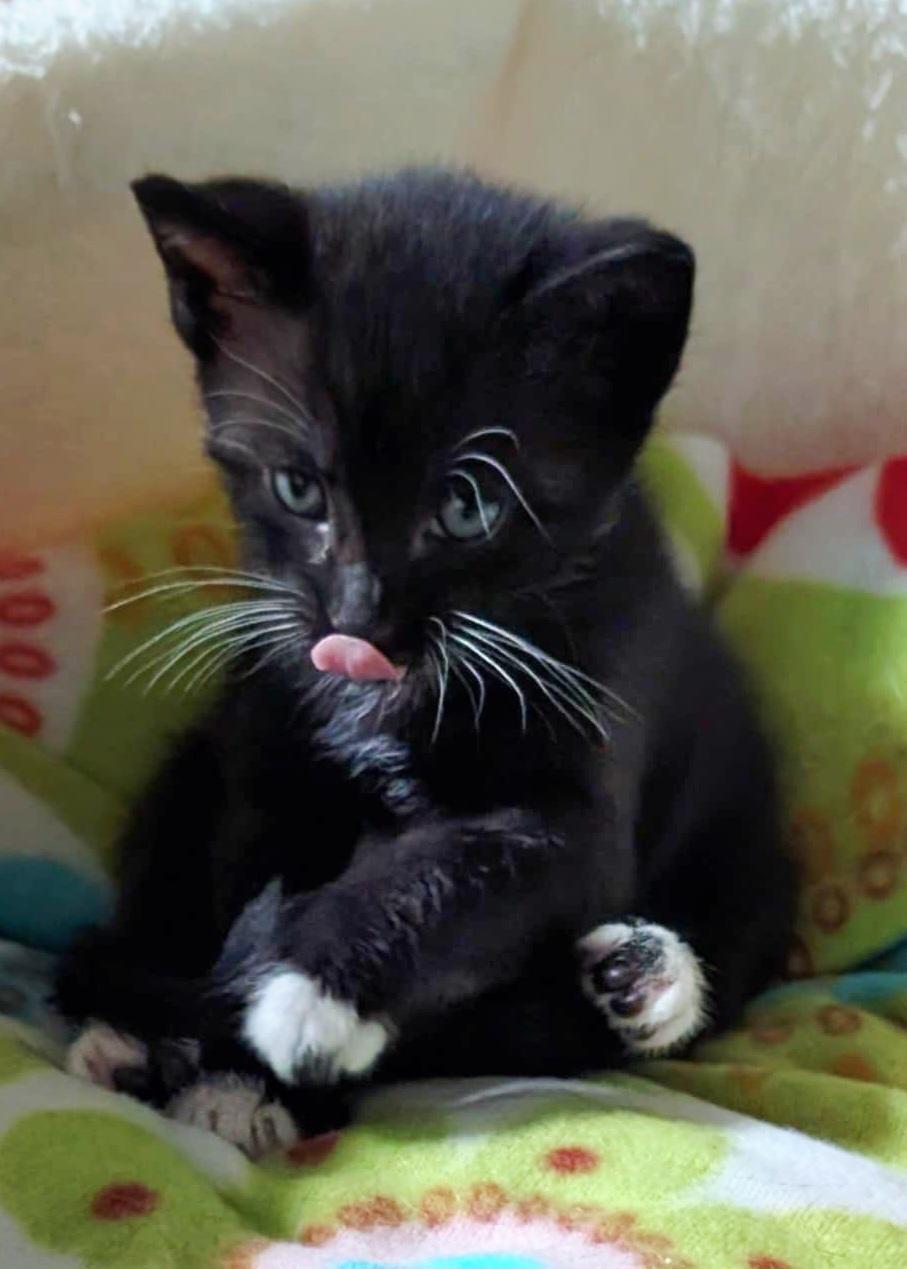 Enlarge Petunia, an adopted Tuxedo in Granite Falls, NC image 2/6