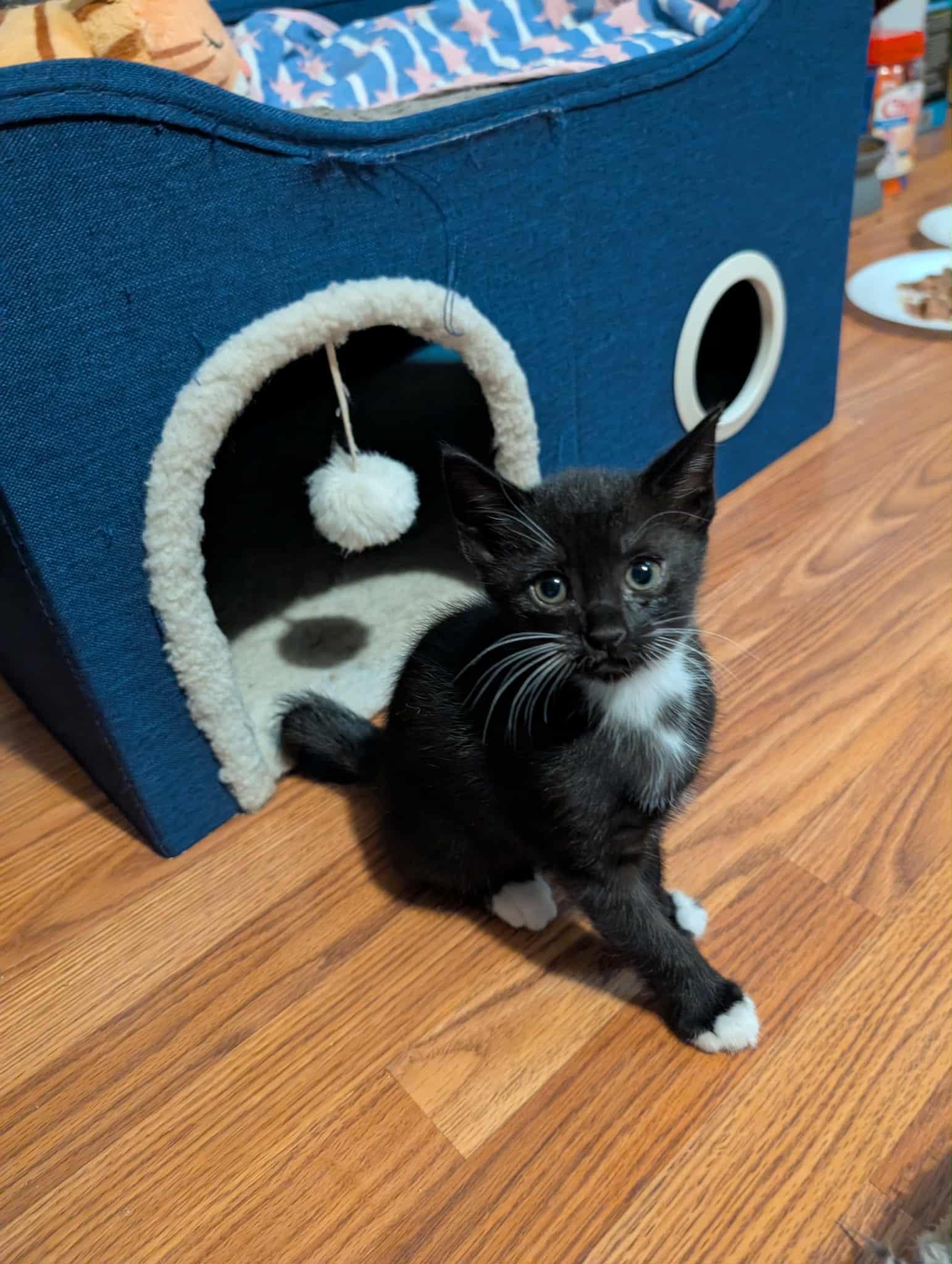 Enlarge Petunia, an adopted Tuxedo in Granite Falls, NC image 3/6