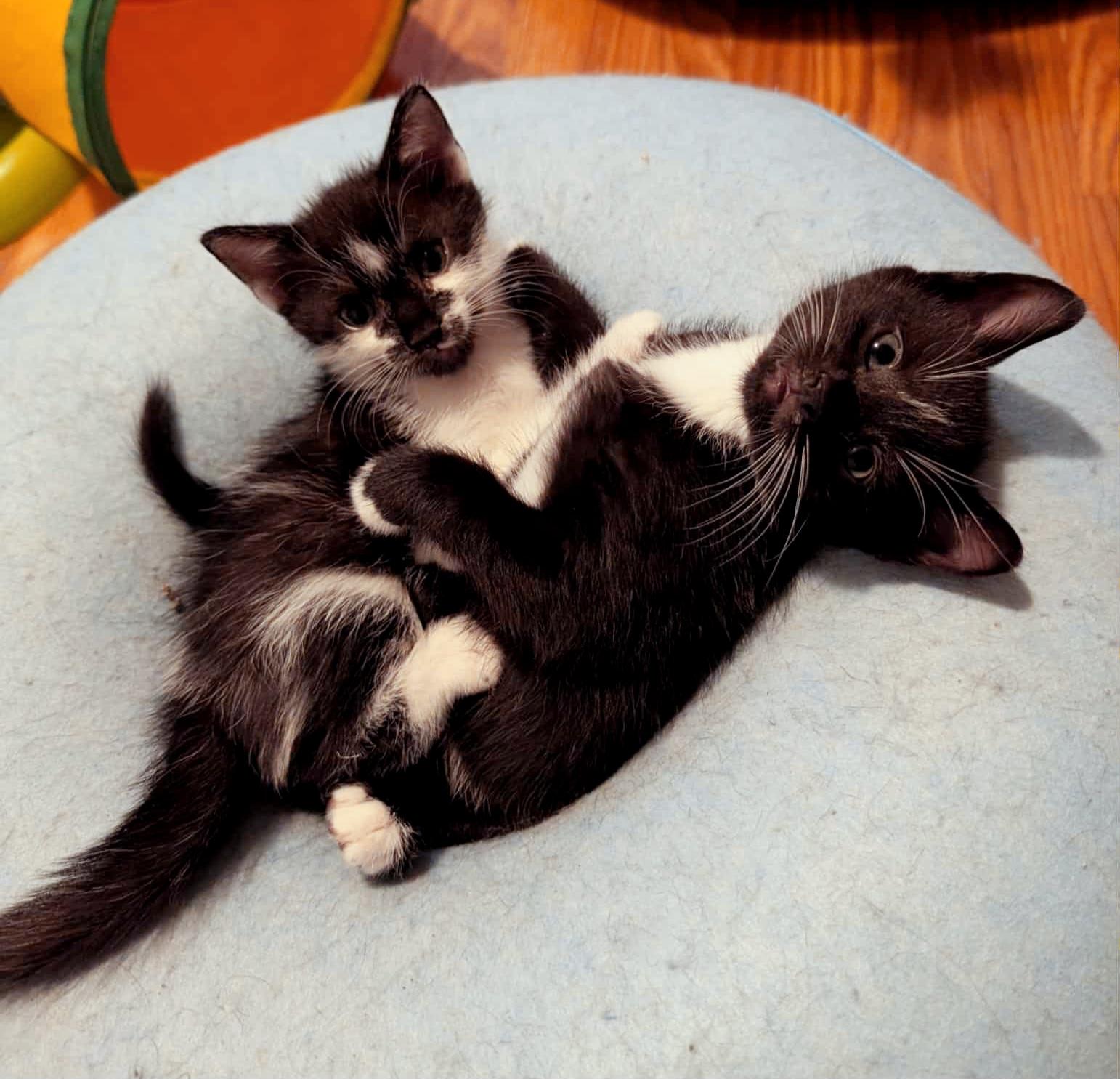 Enlarge Petunia, an adopted Tuxedo in Granite Falls, NC image 4/6