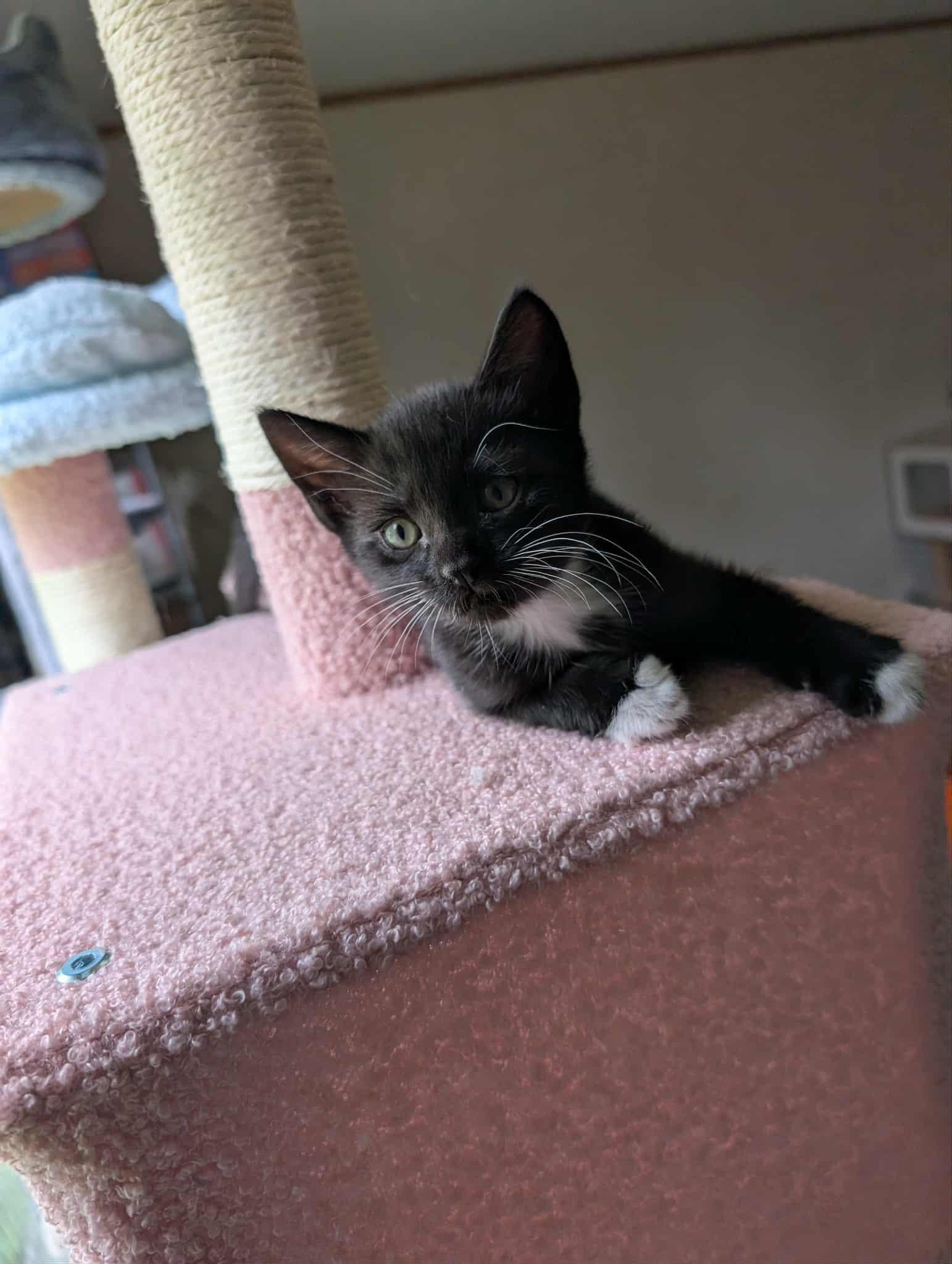 Enlarge Petunia, an adopted Tuxedo in Granite Falls, NC image 5/6