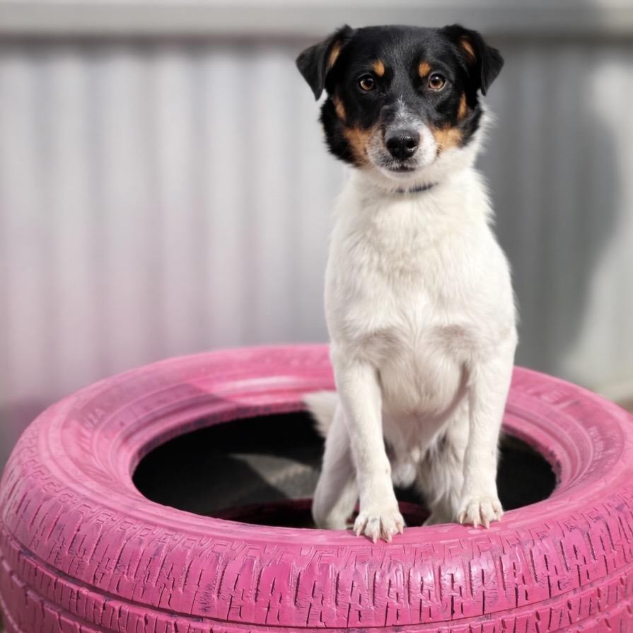 Norman: The Sweet, Ready‑for‑Adventure pup from Hondo, a Adoptable mixed breed in Austin, TX image 3/6