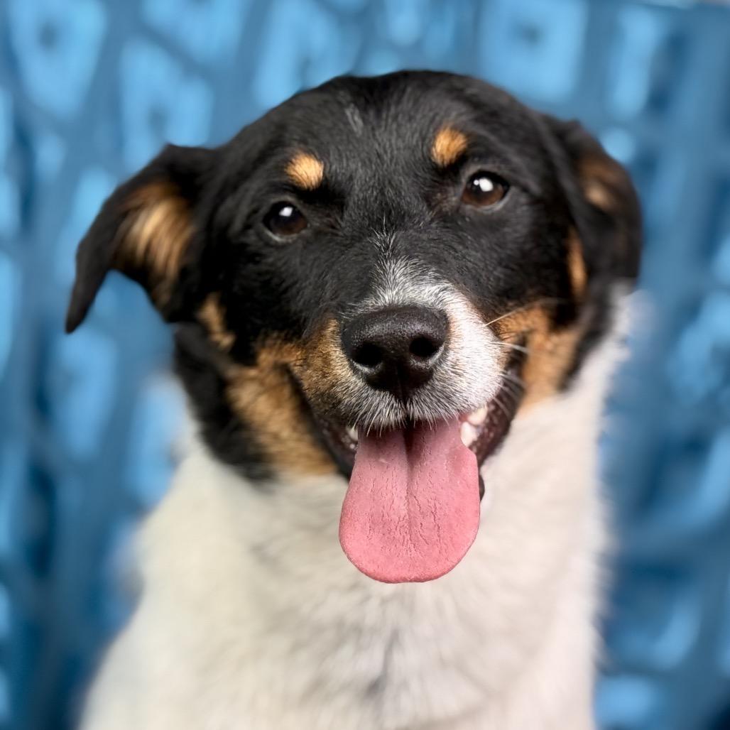 Norman: The Sweet, Ready‑for‑Adventure pup from Hondo, Adoptable, Young Male Terrier.