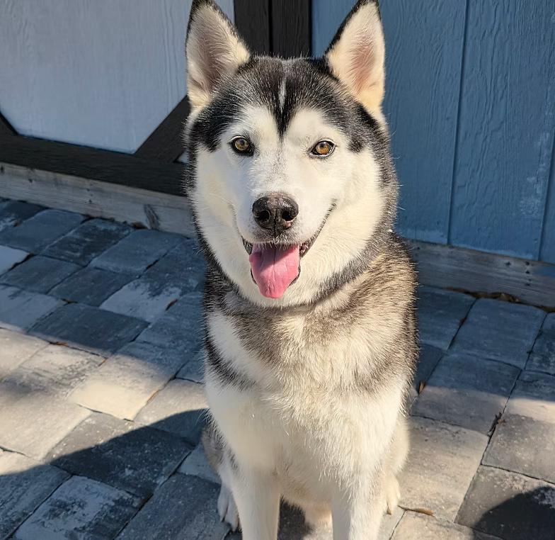 Enlarge Lance, a ADOPTABLE mixed breed in West Palm Beach, FL image 1/1